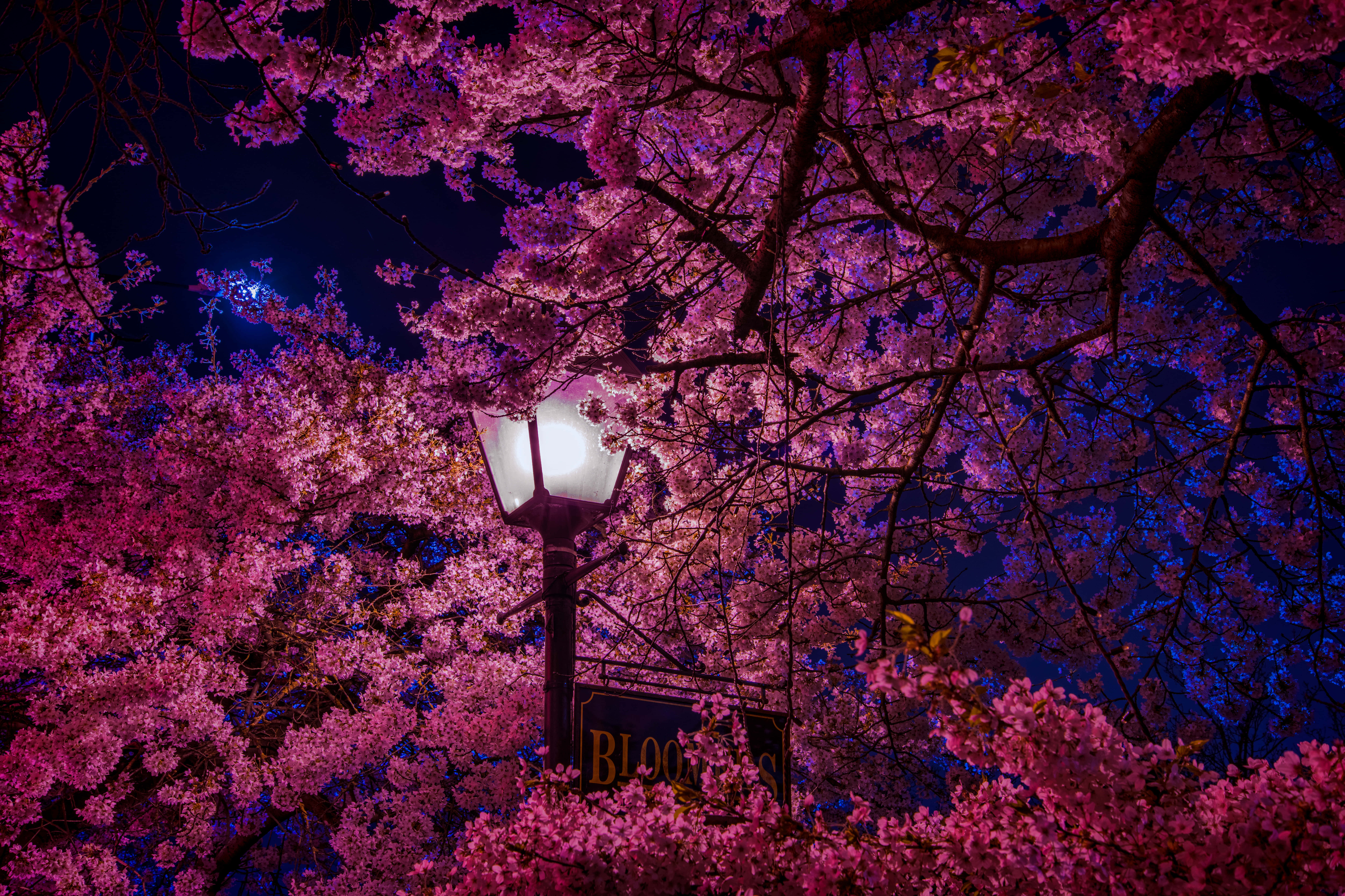 Night Cherry Blossom, glowing streetlamp, vibrant pink cherry blossoms, 8K Desktop Wallpaper