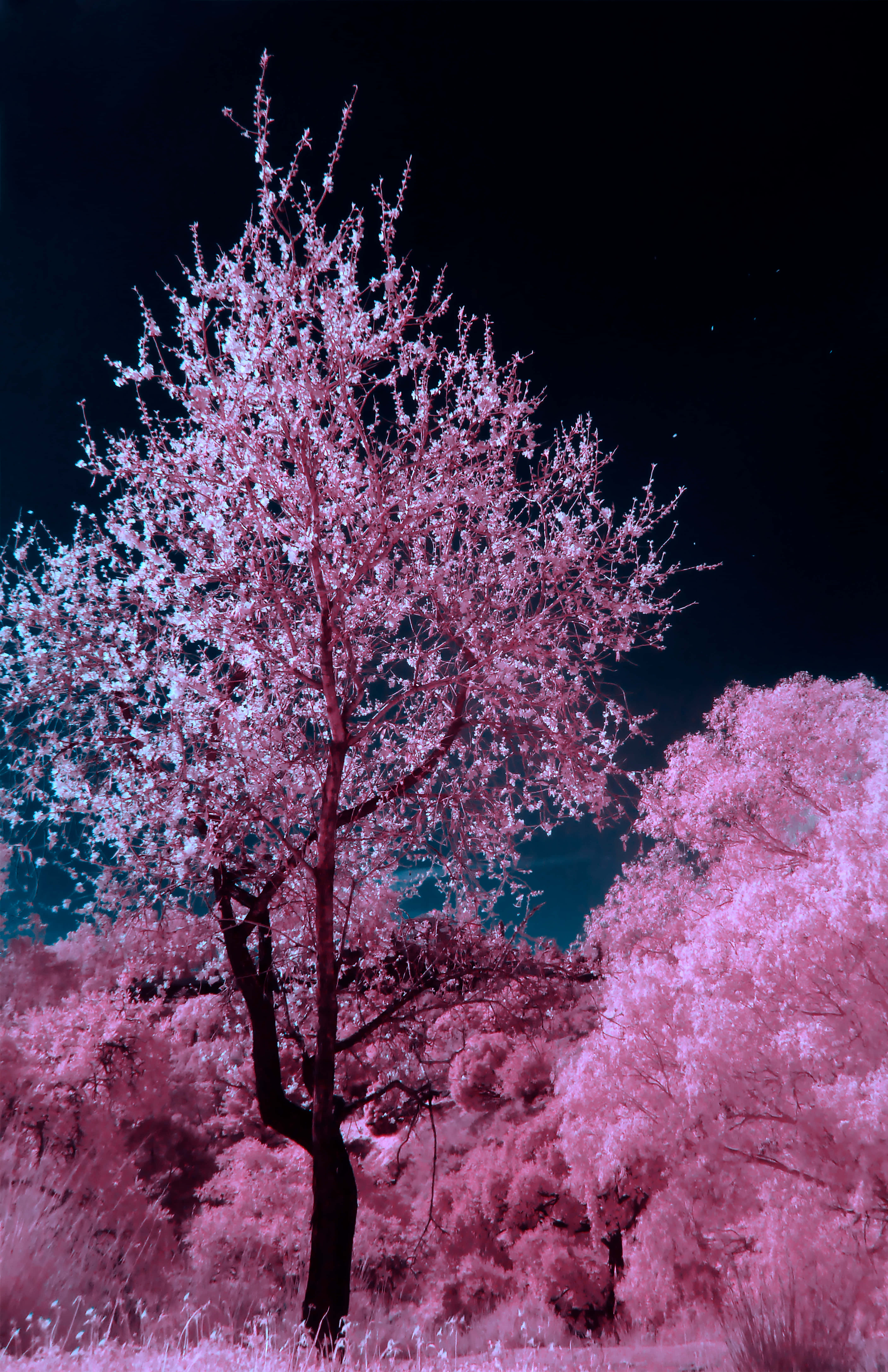 Night Cherry Blossom, cherry blossom tree, vivid pink, 5K Phone Wallpaper
