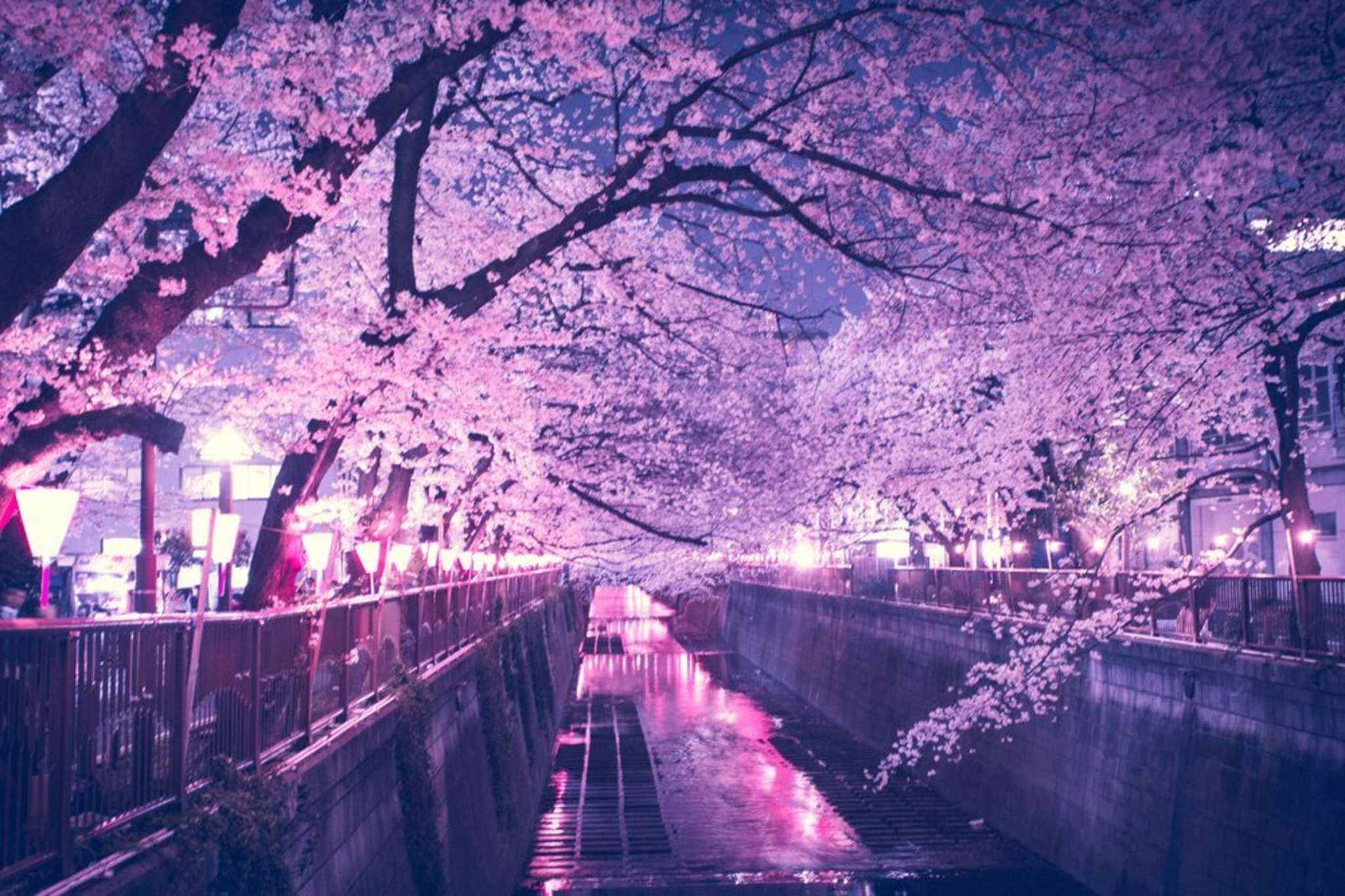 Night Cherry Blossom, cherry blossoms, canal, Full HD Desktop Wallpaper
