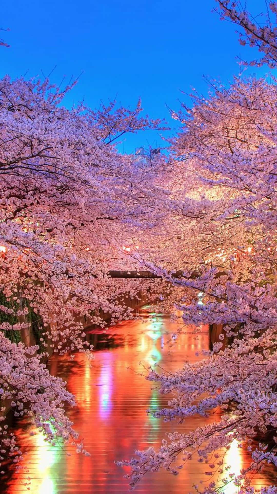 Night Cherry Blossom, cherry blossoms, river, Full HD Phone Wallpaper