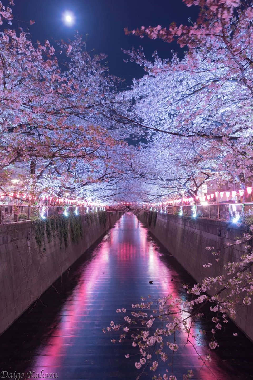 Night Cherry Blossom, cherry blossoms, canal, HD Phone Wallpaper