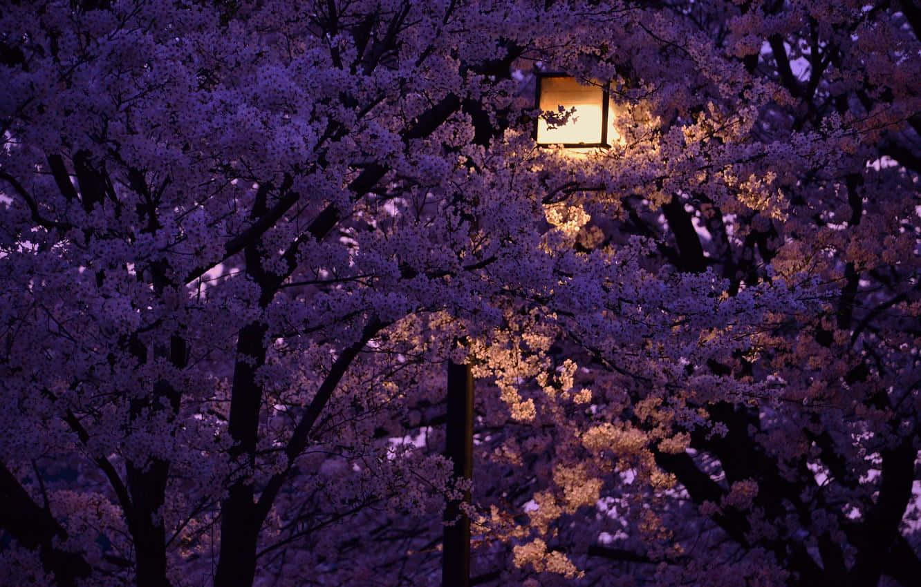 Night Cherry Blossom, glowing lantern, dense purple cherry blossoms, HD Desktop Wallpaper