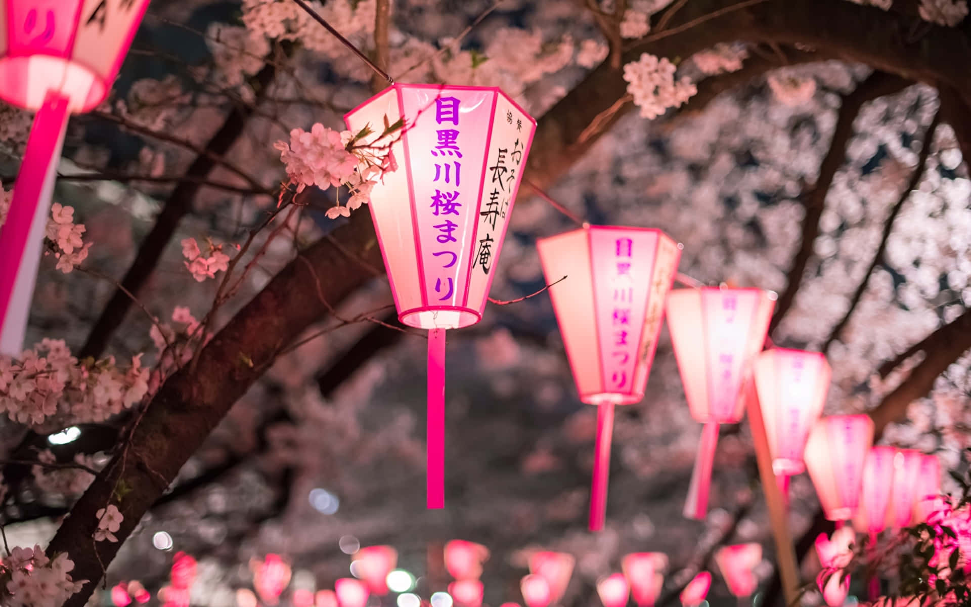 Night Cherry Blossom, pink paper lanterns, cherry blossoms, Full HD Desktop Wallpaper