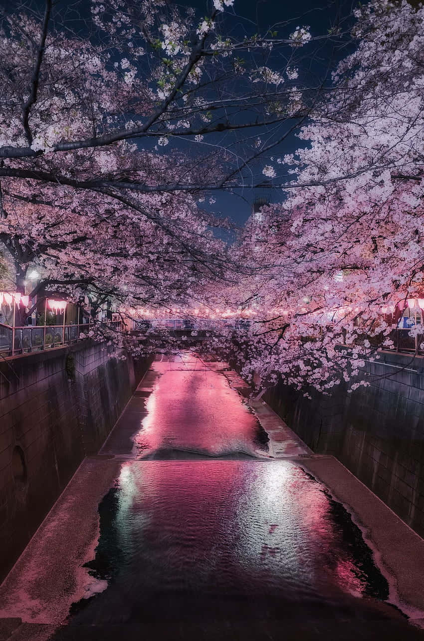 Night Cherry Blossom, pink cherry blossoms, canal, HD Phone Wallpaper