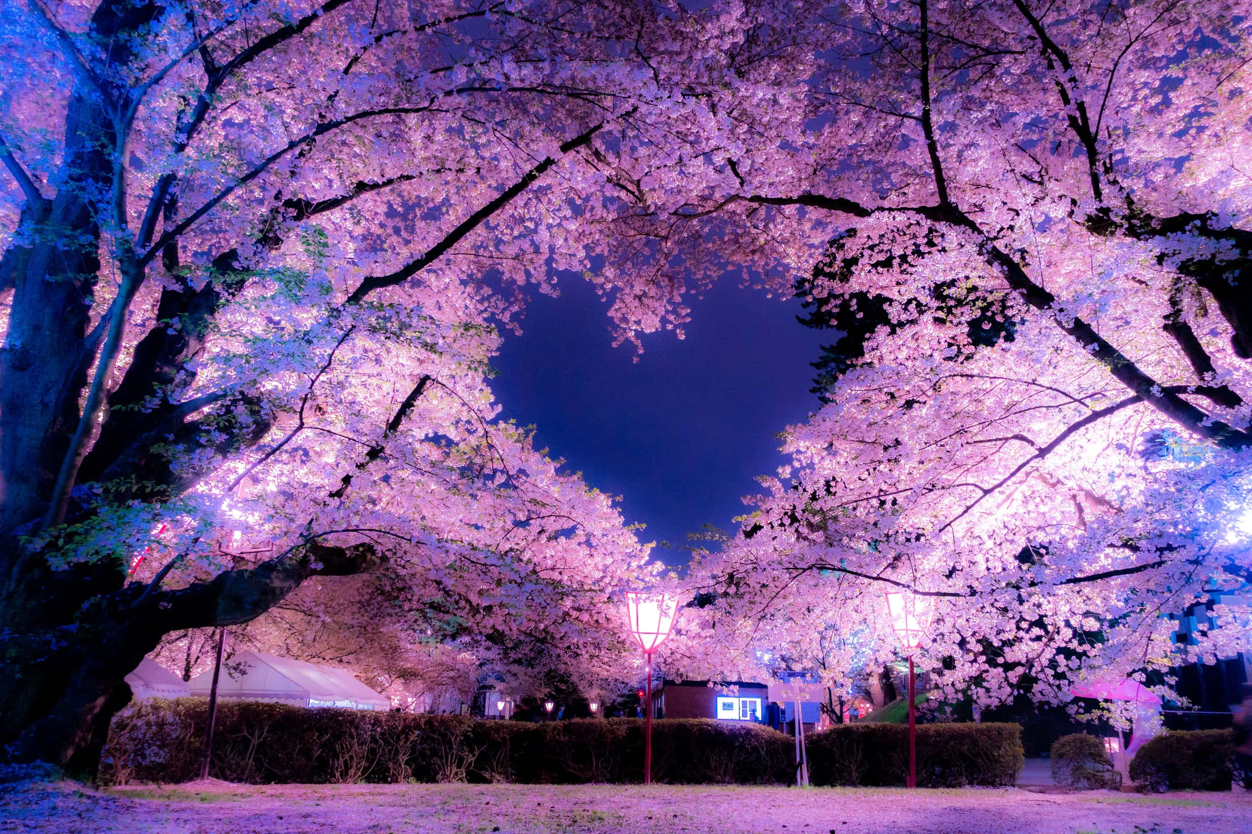 Night Cherry Blossom, cherry blossom trees, glowing pink canopy, Full HD Desktop Wallpaper