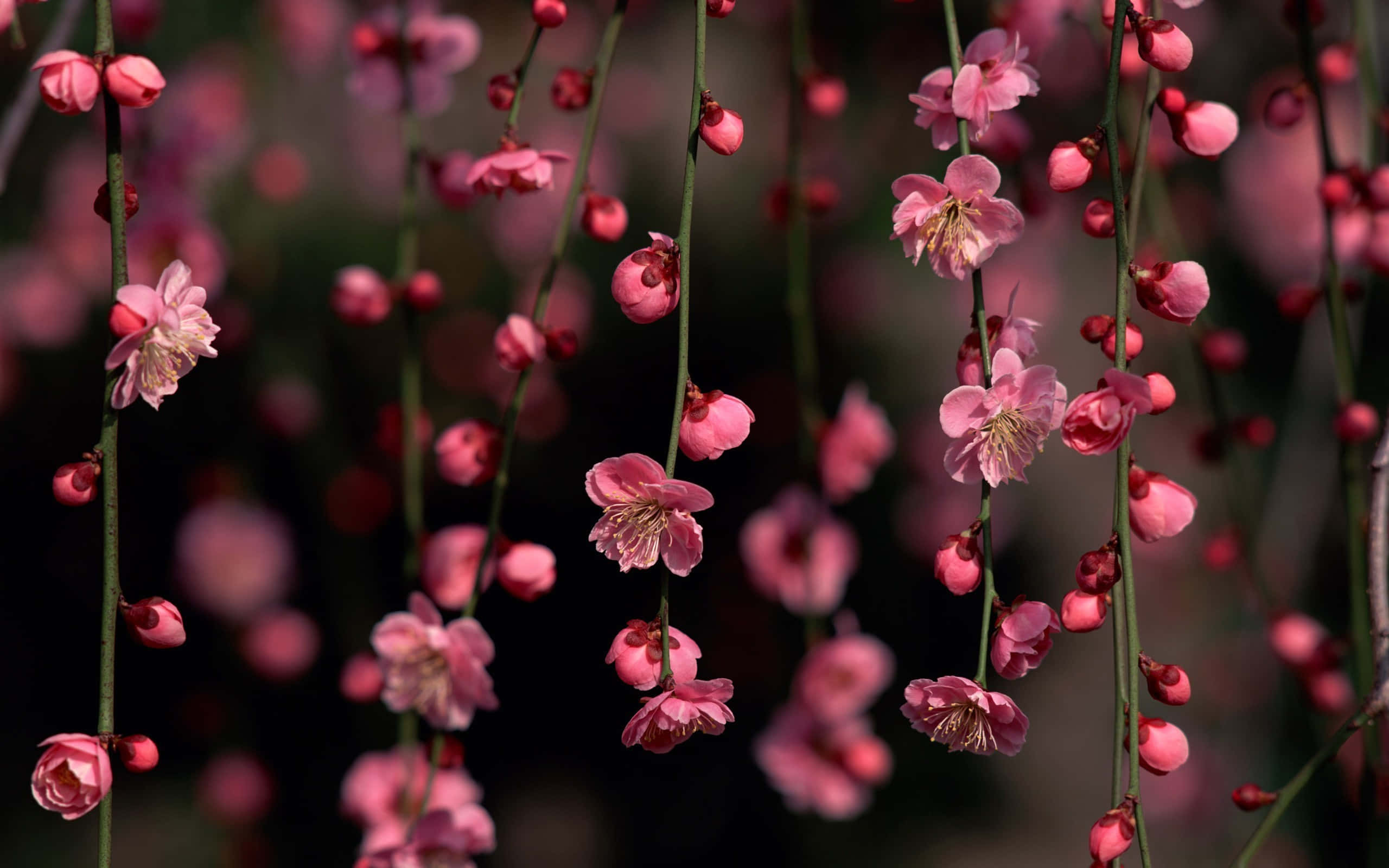 Night Cherry Blossom, cherry blossom trees, pink blossoms, 2K Desktop Wallpaper