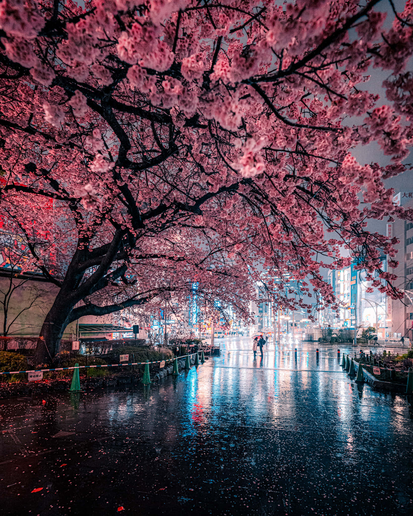 Night Cherry Blossom, pink cherry blossom trees, wet city street, Full HD Phone Wallpaper