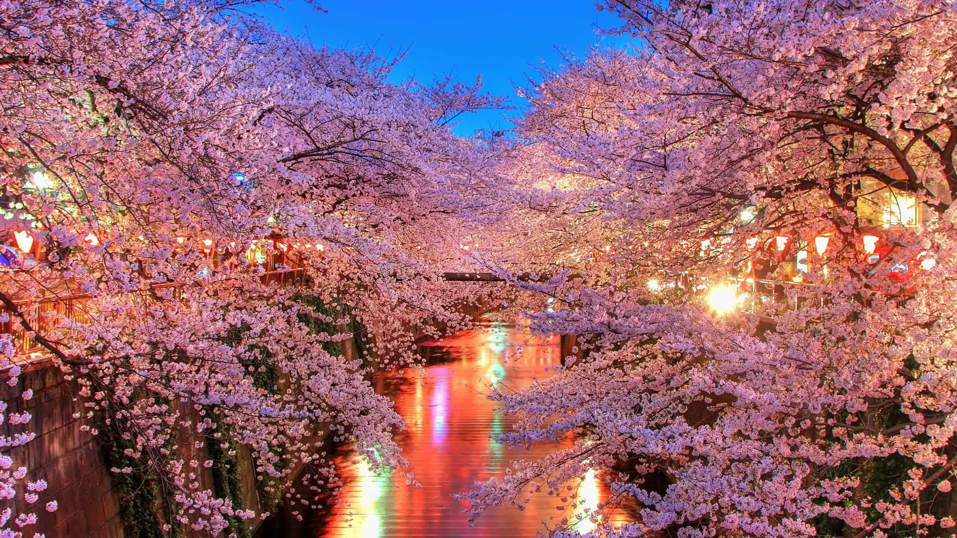 Night Cherry Blossom, cherry blossoms, glowing river, Full HD Desktop Wallpaper