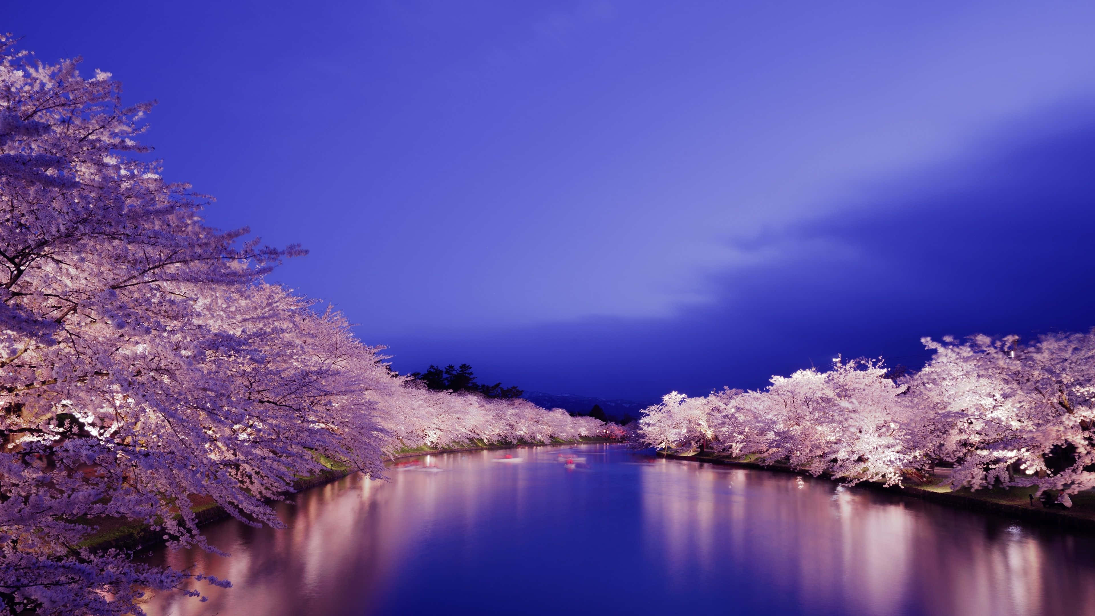 Night Cherry Blossom, cherry blossom trees, tranquil river, 4K Desktop Wallpaper