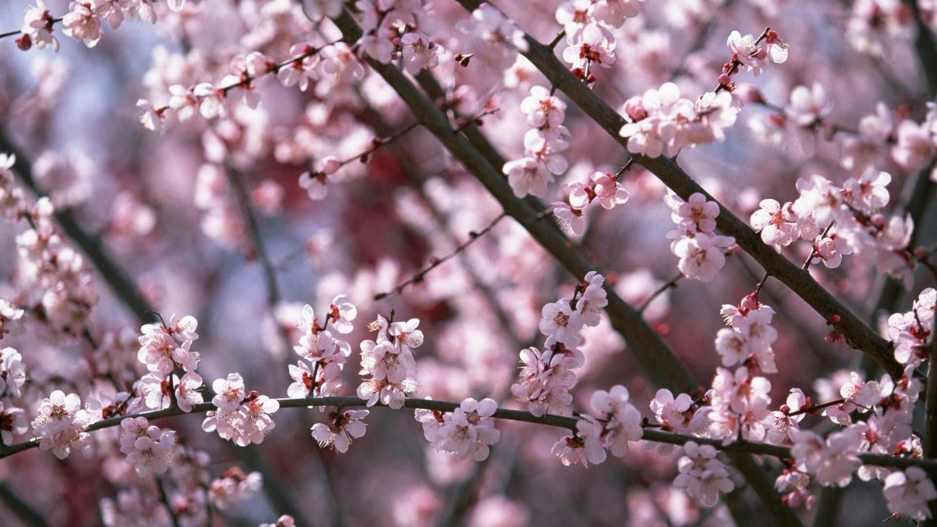 cherry blossom tree, pink cherry blossoms, dark branches, Full HD Desktop Wallpaper