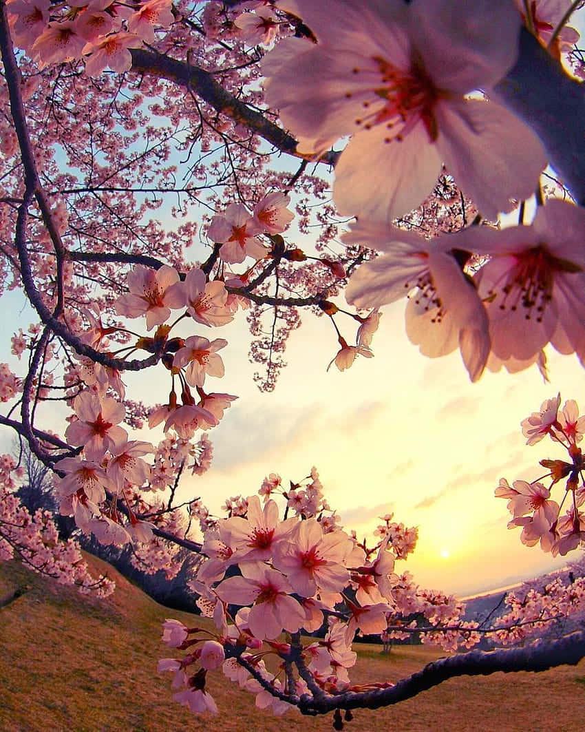 Cherry Blossom Sunset Glow, pink cherry blossoms, golden sunset sky, SD Phone Wallpaper