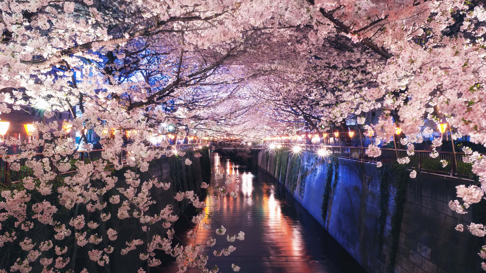 Night Cherry Blossom, cherry blossoms, canal, Full HD Desktop Wallpaper