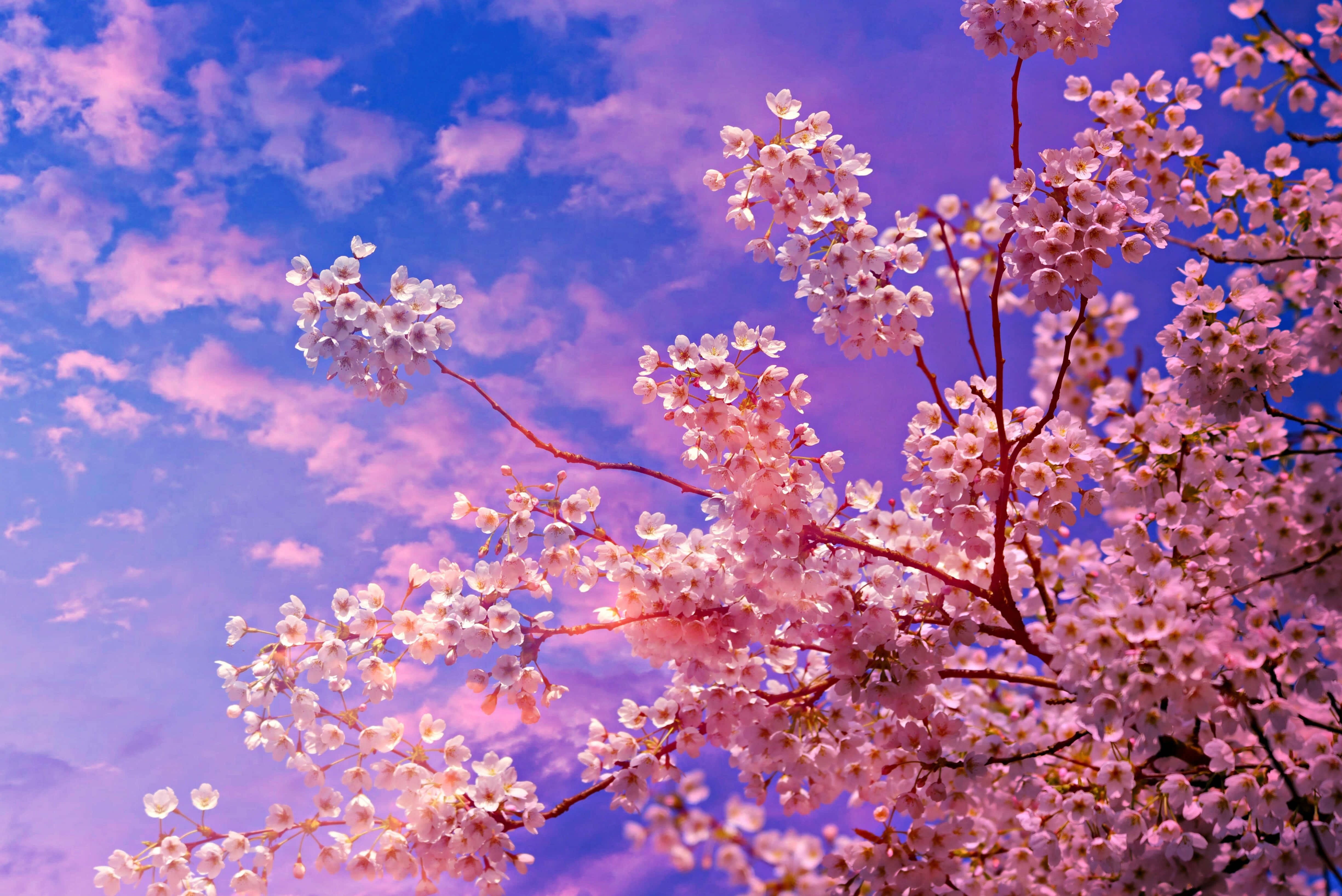 cherry blossoms, twilight sky, purple, 4K Desktop Wallpaper