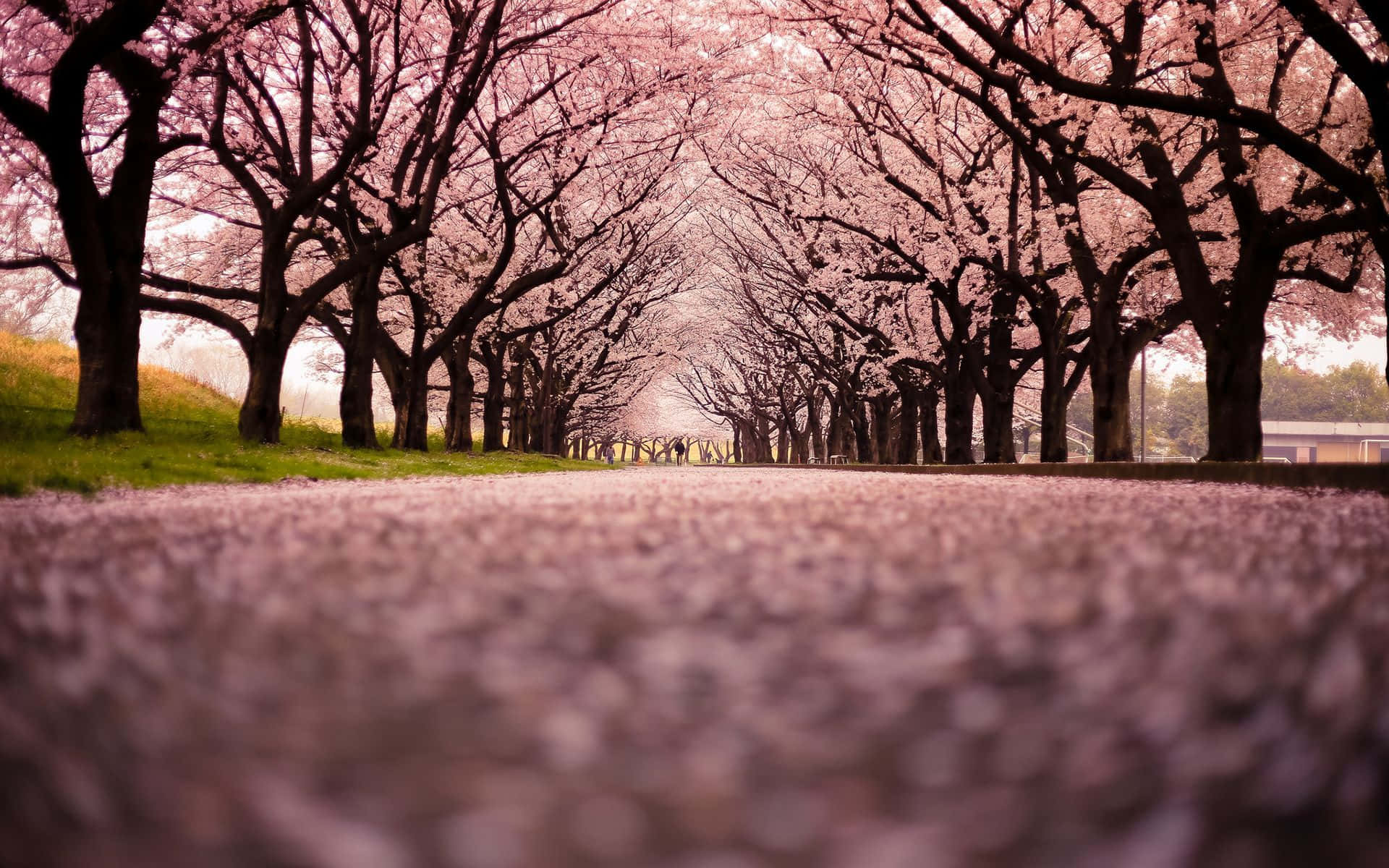 Night Cherry Blossom, cherry blossom trees, pink floral tunnel, Full HD Desktop Wallpaper