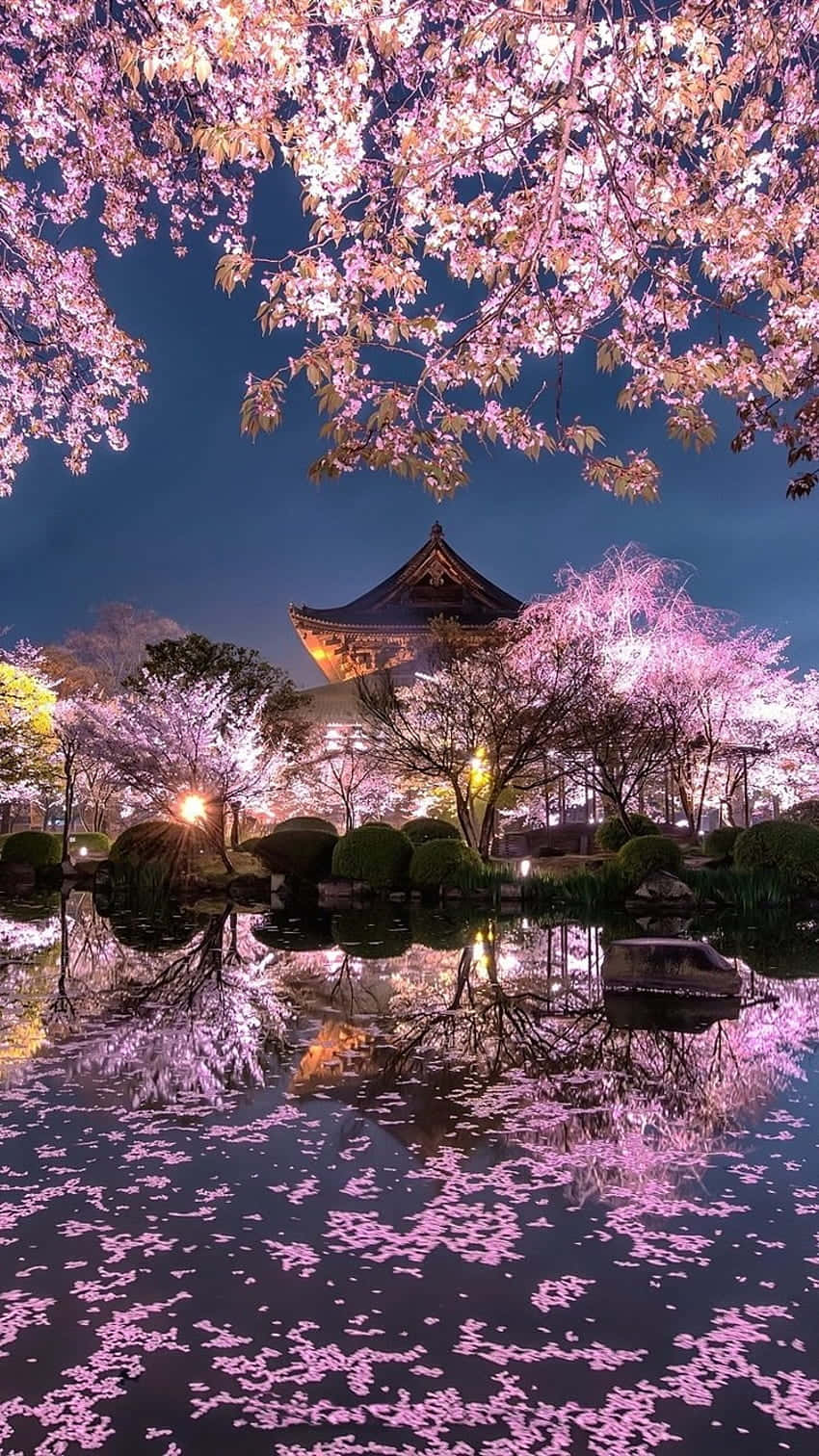 Cherry Blossom Night Reflection, pink cherry blossoms, calm pond, HD Phone Wallpaper