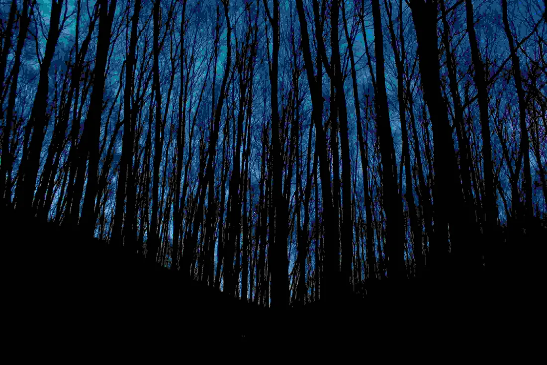 Night Forest