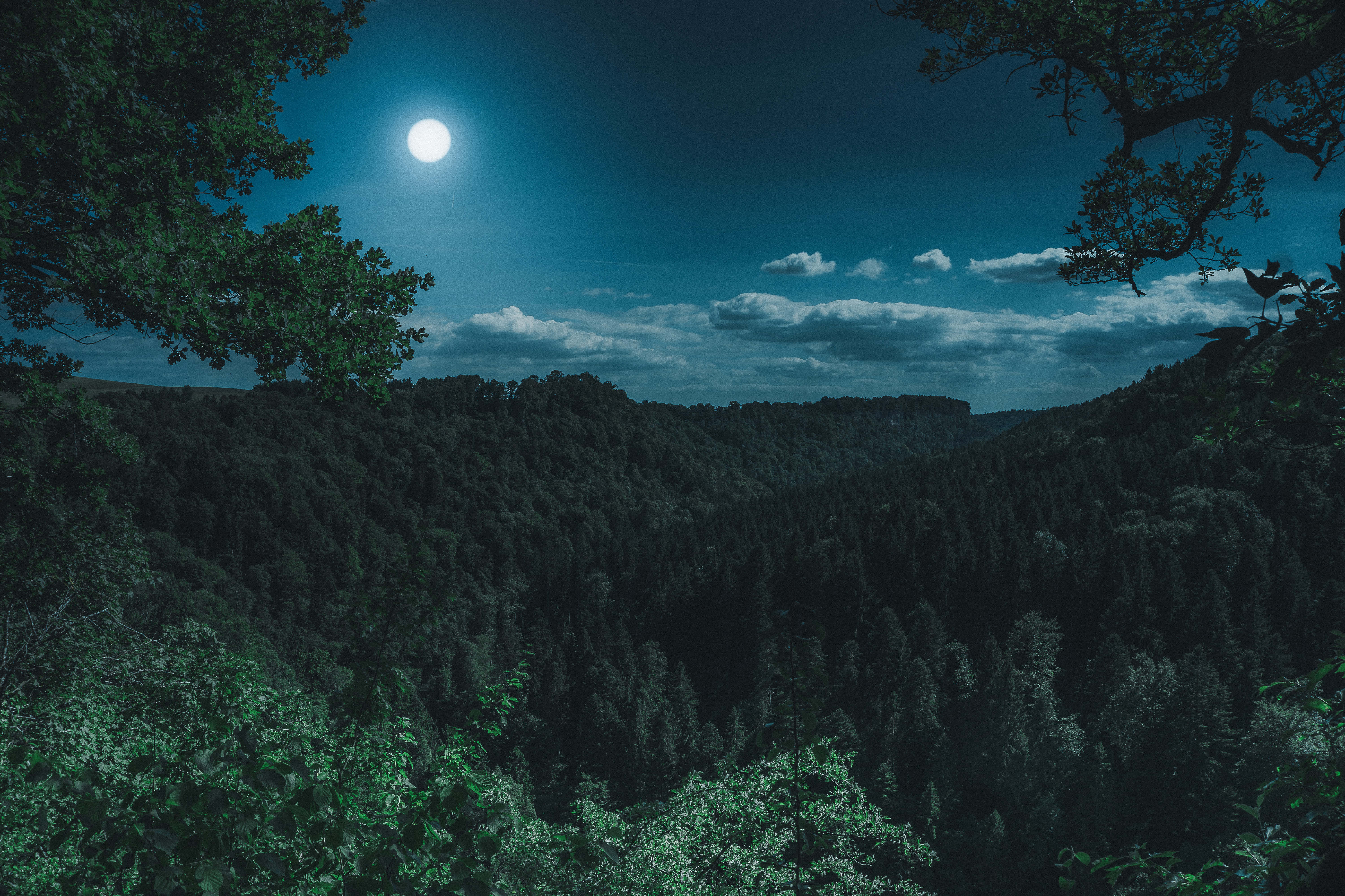 Night Forest, full moon, dense forest valley, 5K Desktop Wallpaper