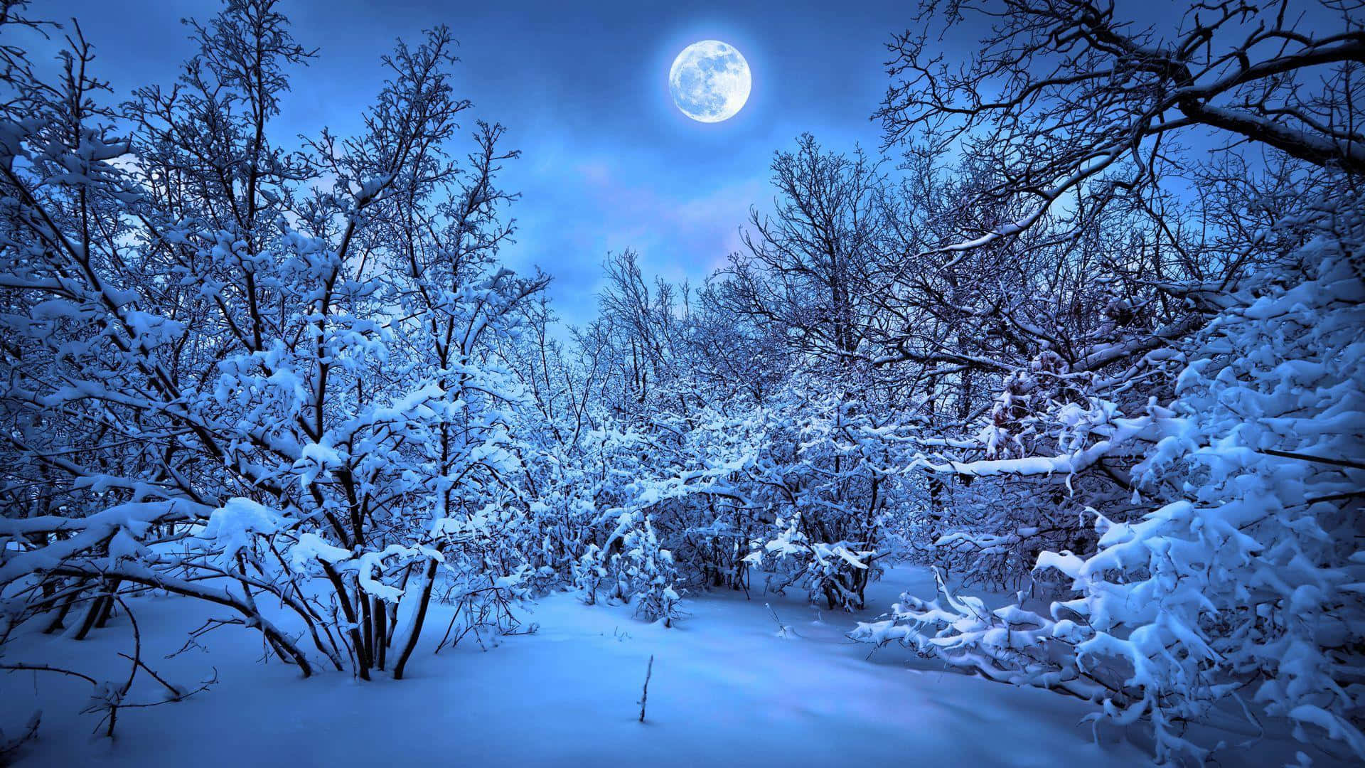 Night Forest, moonlit winter forest, snow-covered branches, Full HD Desktop Wallpaper
