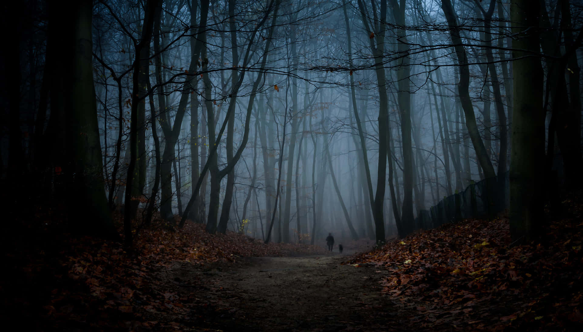 Night Forest, moonlight, misty forest path, Full HD Desktop Wallpaper