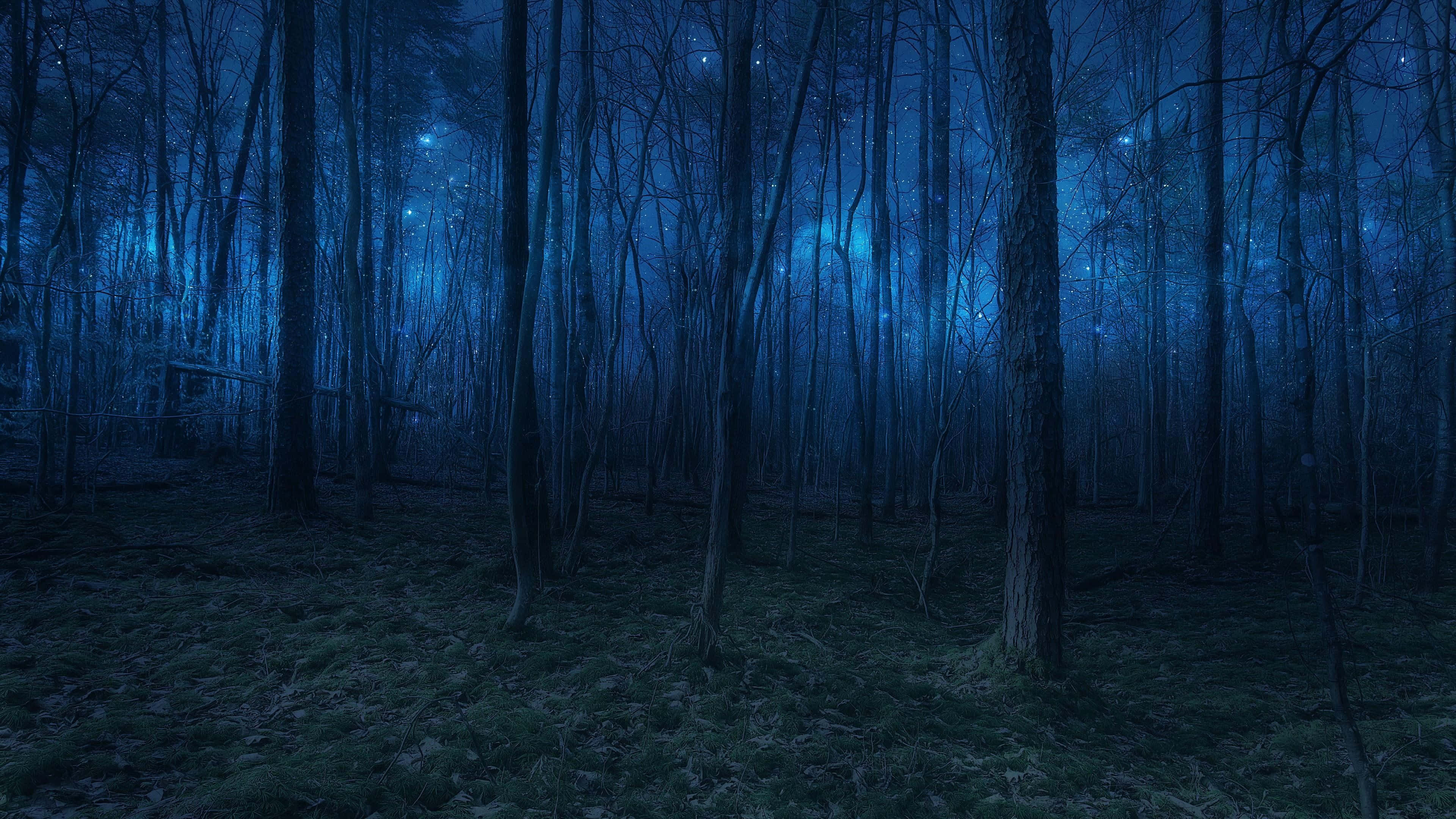 Night Forest, deep blue moonlight, glowing particles, 4K Desktop Wallpaper