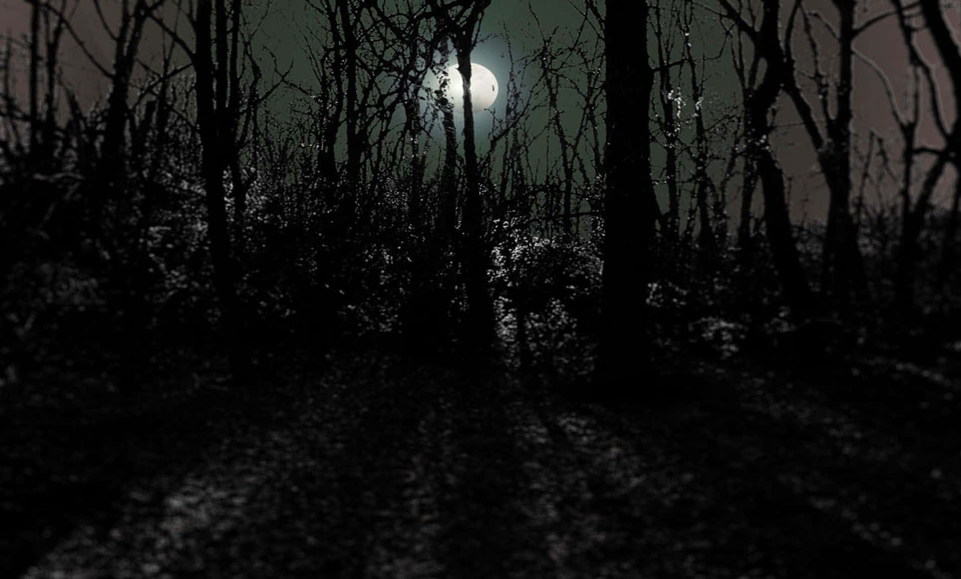 Night Forest, moonlit forest, bare trees, HD Desktop Wallpaper
