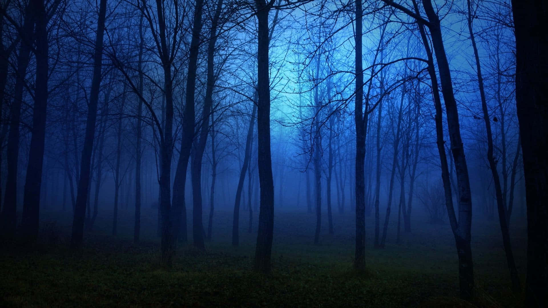 Night Forest, mist, bare trees, Full HD Desktop Wallpaper