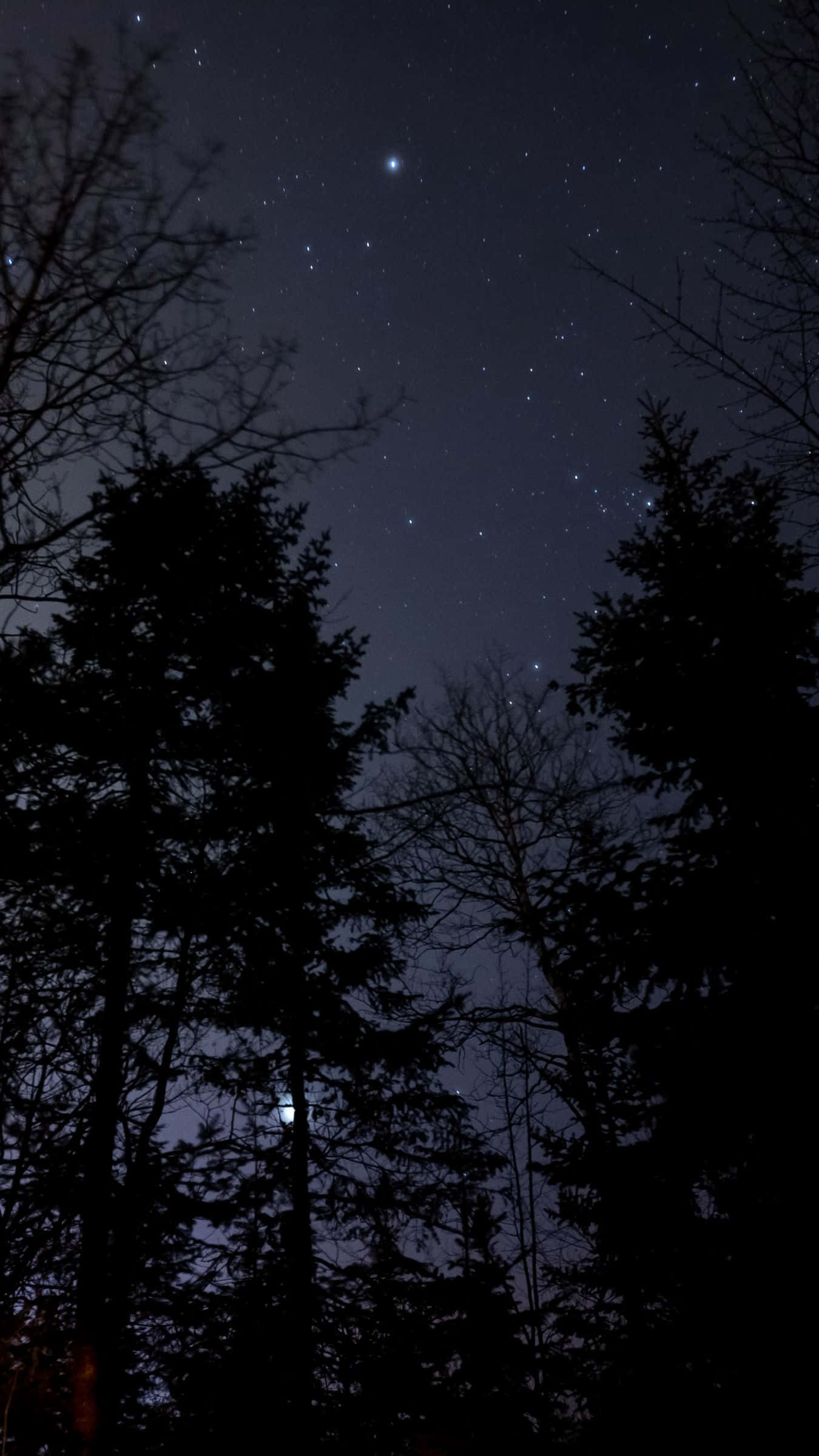 Night Forest, moonlight, starry night sky, Full HD Phone Wallpaper