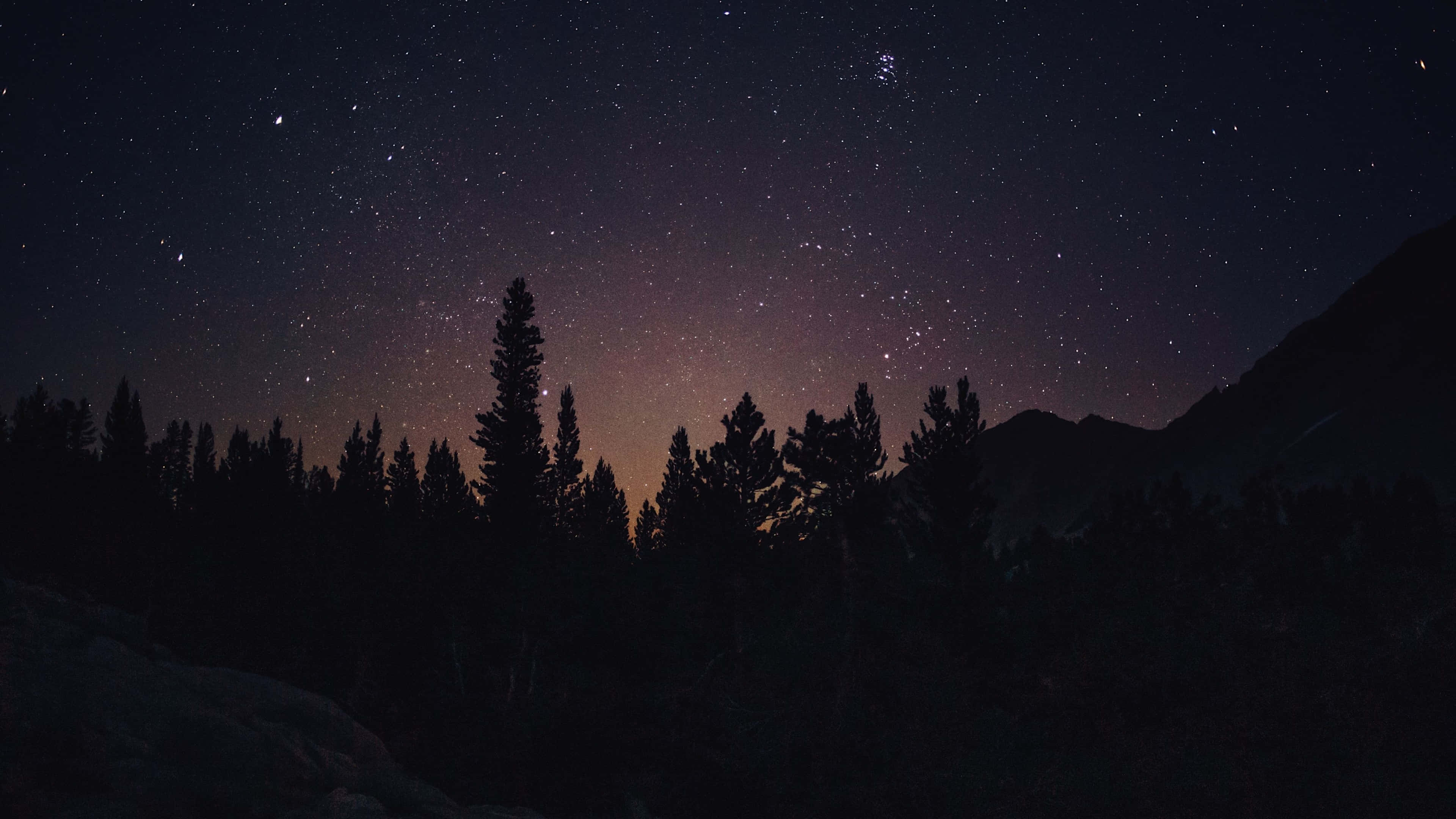 Night Forest, starry night sky, dark forest silhouette, 4K Desktop Wallpaper