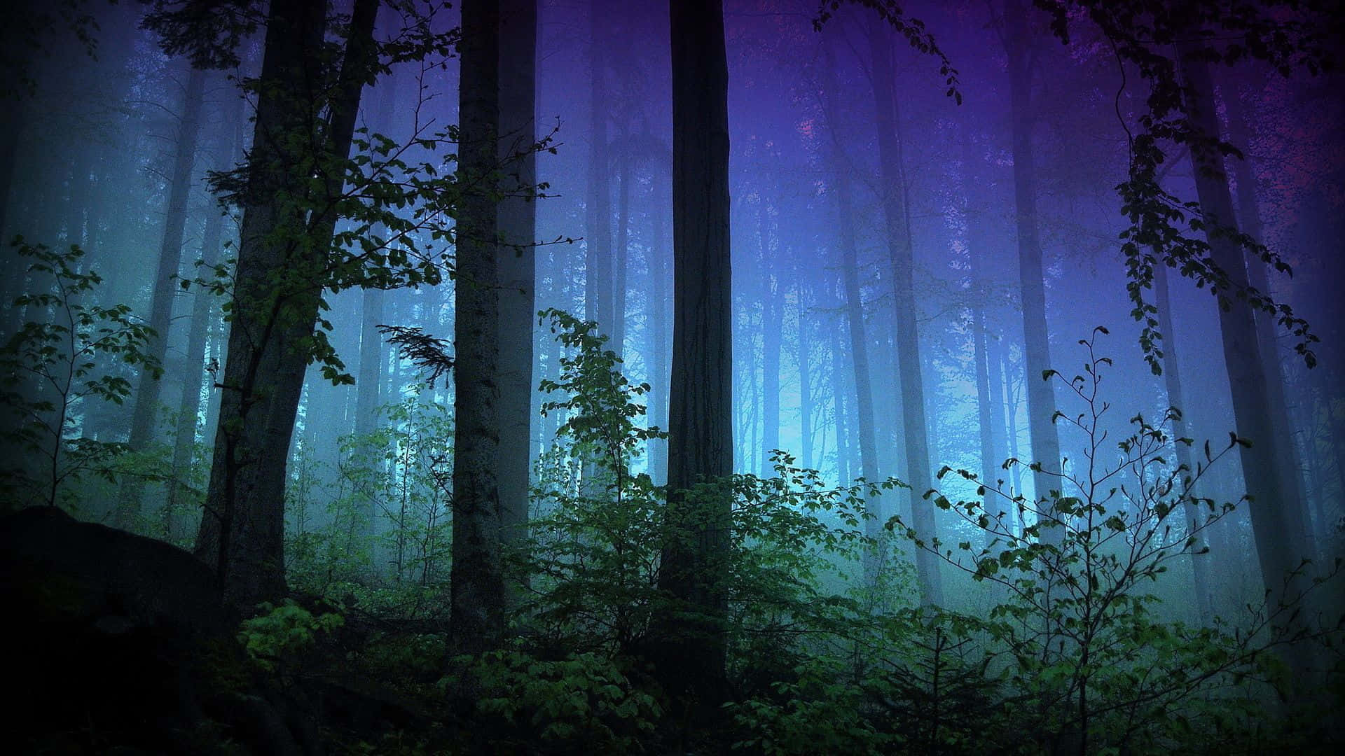 Night Forest, twilight, misty forest, Full HD Desktop Wallpaper