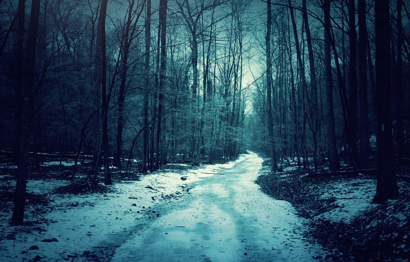 night forest, icy path, dense winter forest, HD Desktop Wallpaper