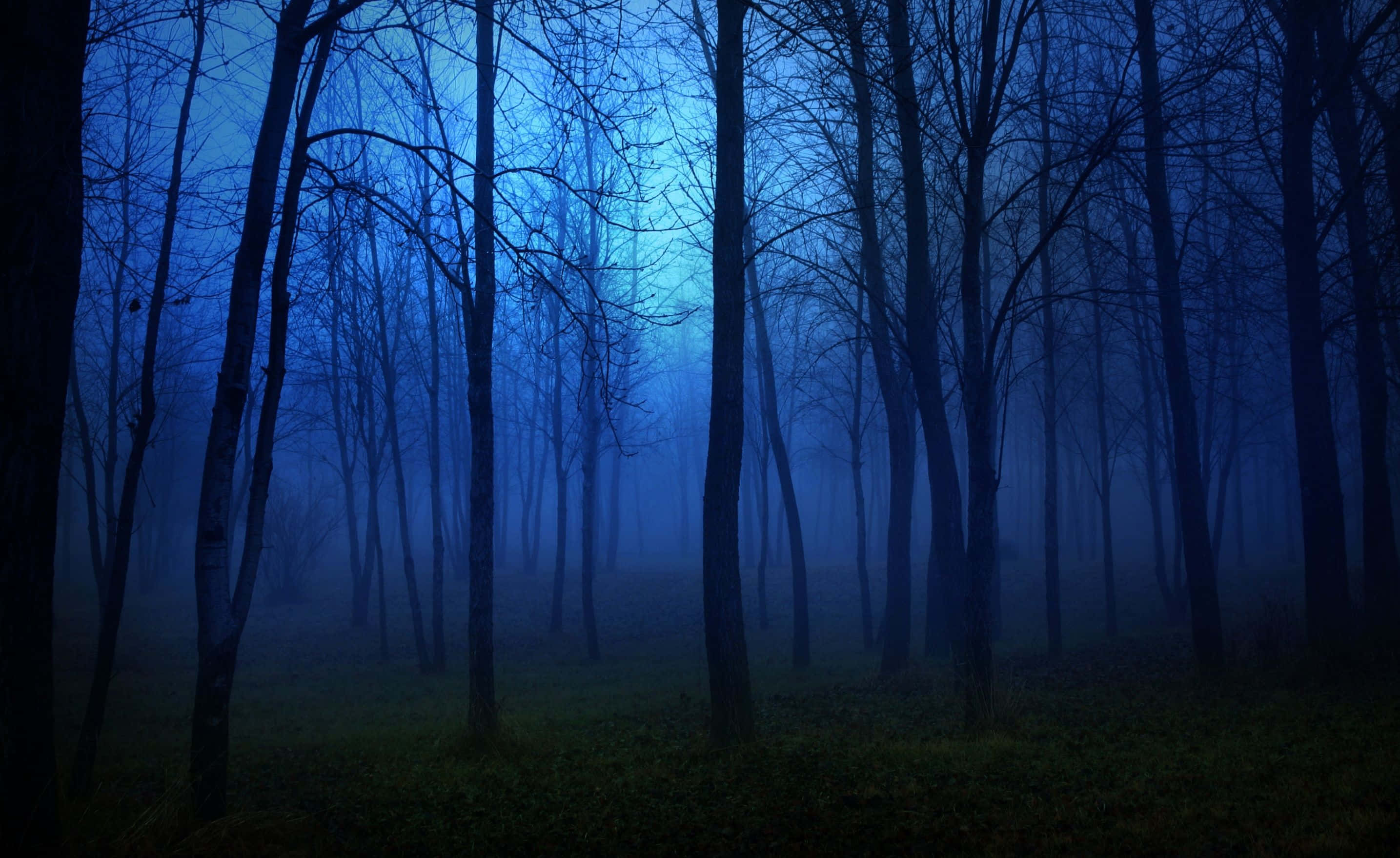 Night Forest, mist, forest, 2K Desktop Wallpaper