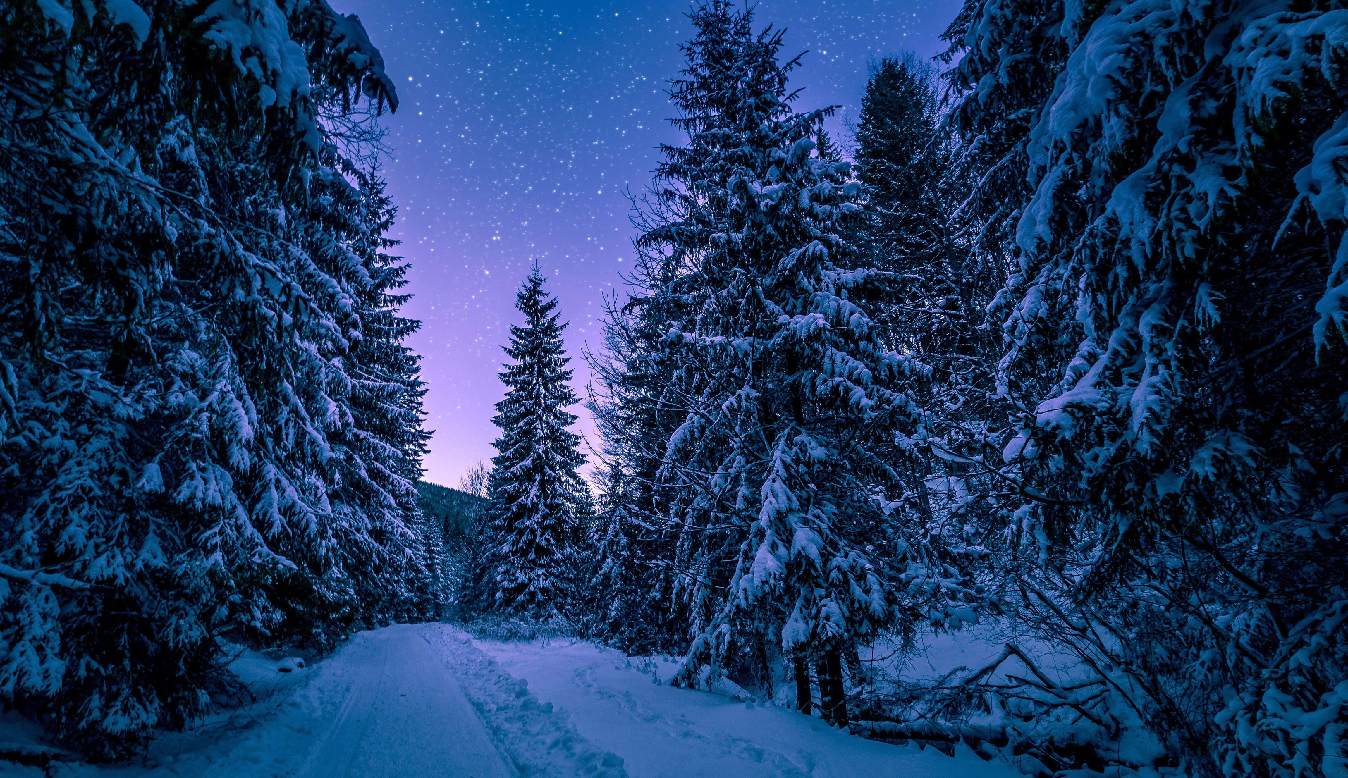 Night Forest, moonlit forest, snow-covered forest path, 4K Desktop Wallpaper
