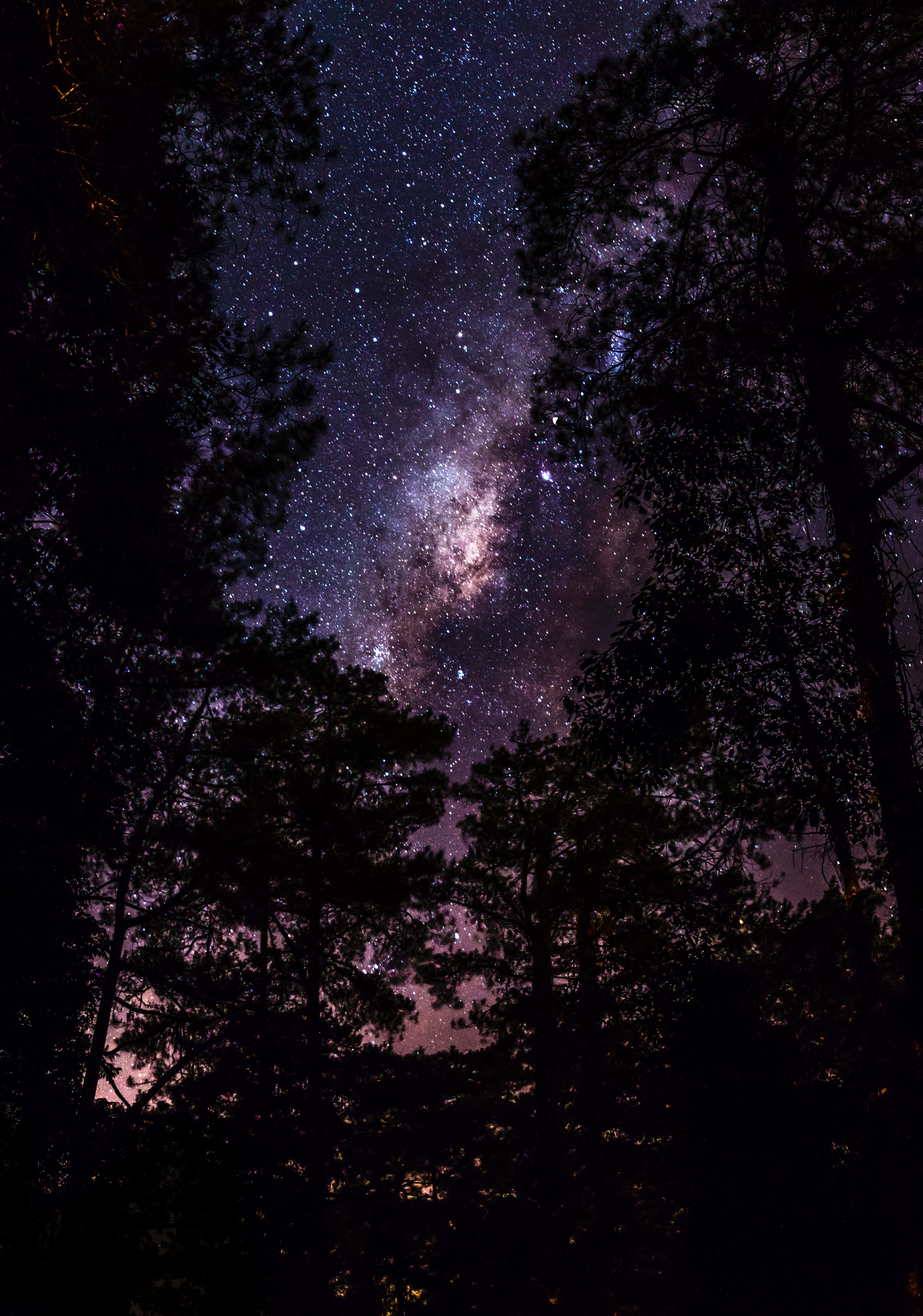 Night Forest, Milky Way galaxy, vibrant purples, 4K Phone Wallpaper