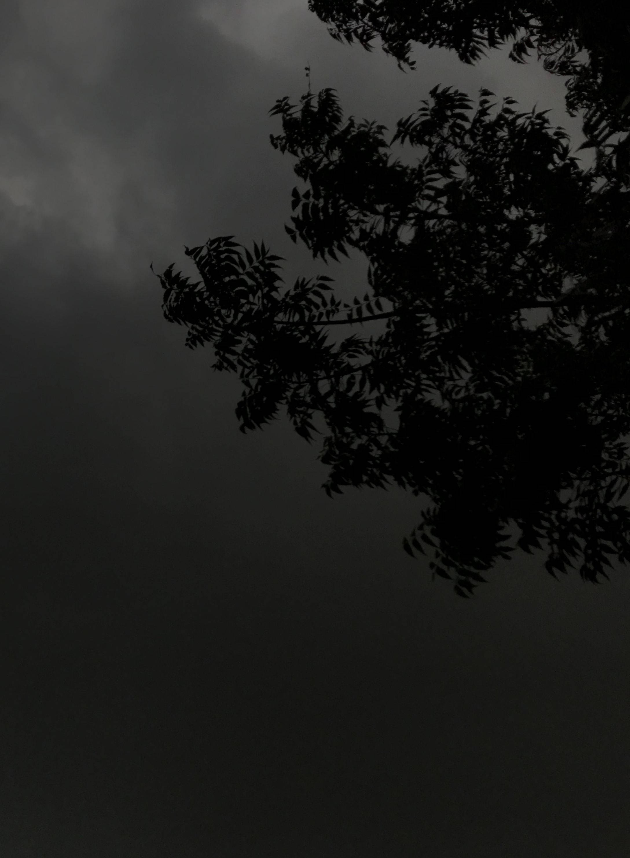 tree silhouette, cloudy night, overcast sky, 2K Phone Wallpaper
