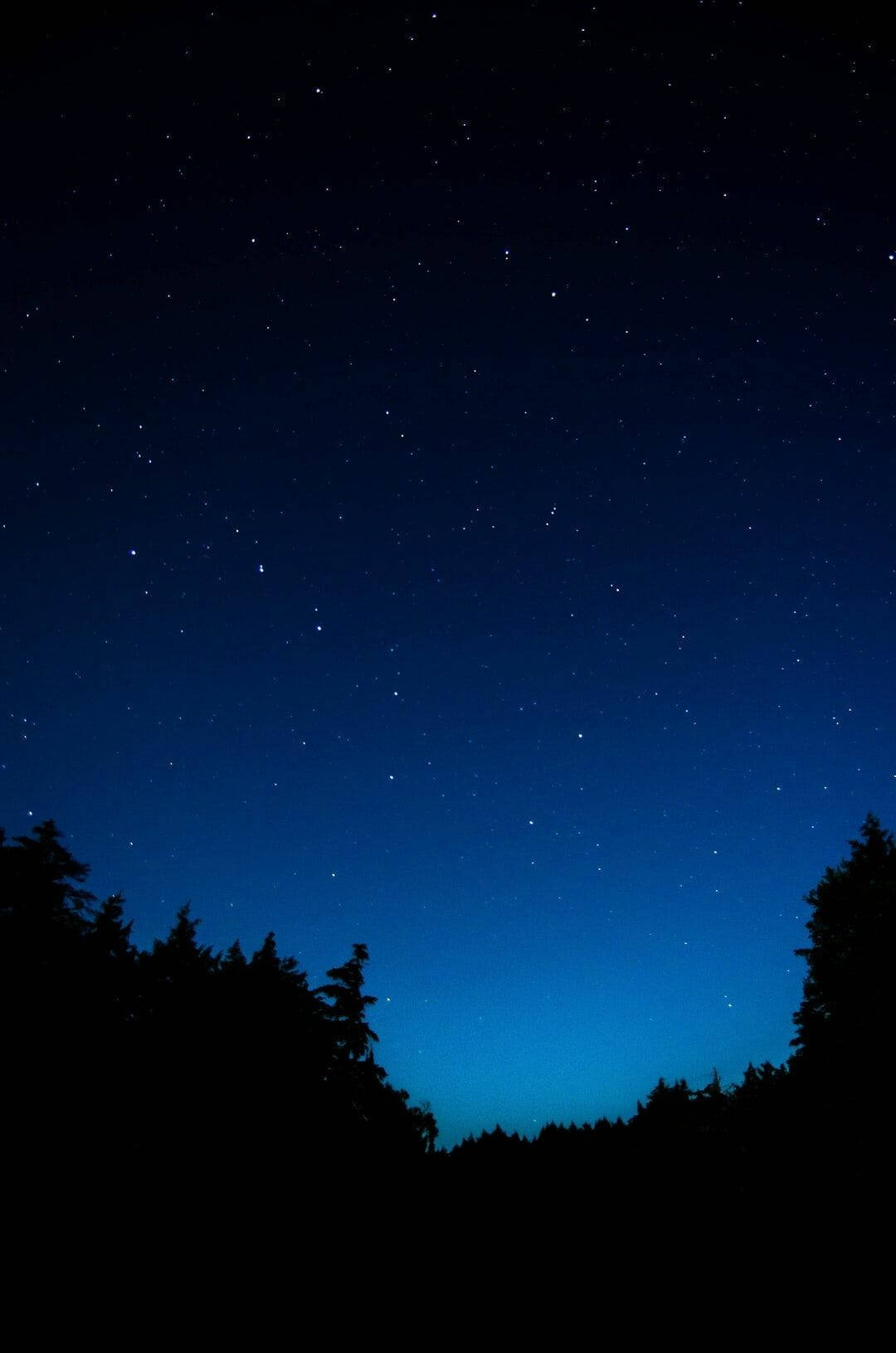 starry night forest, dark blue background, deep blue gradients, HD Phone Wallpaper