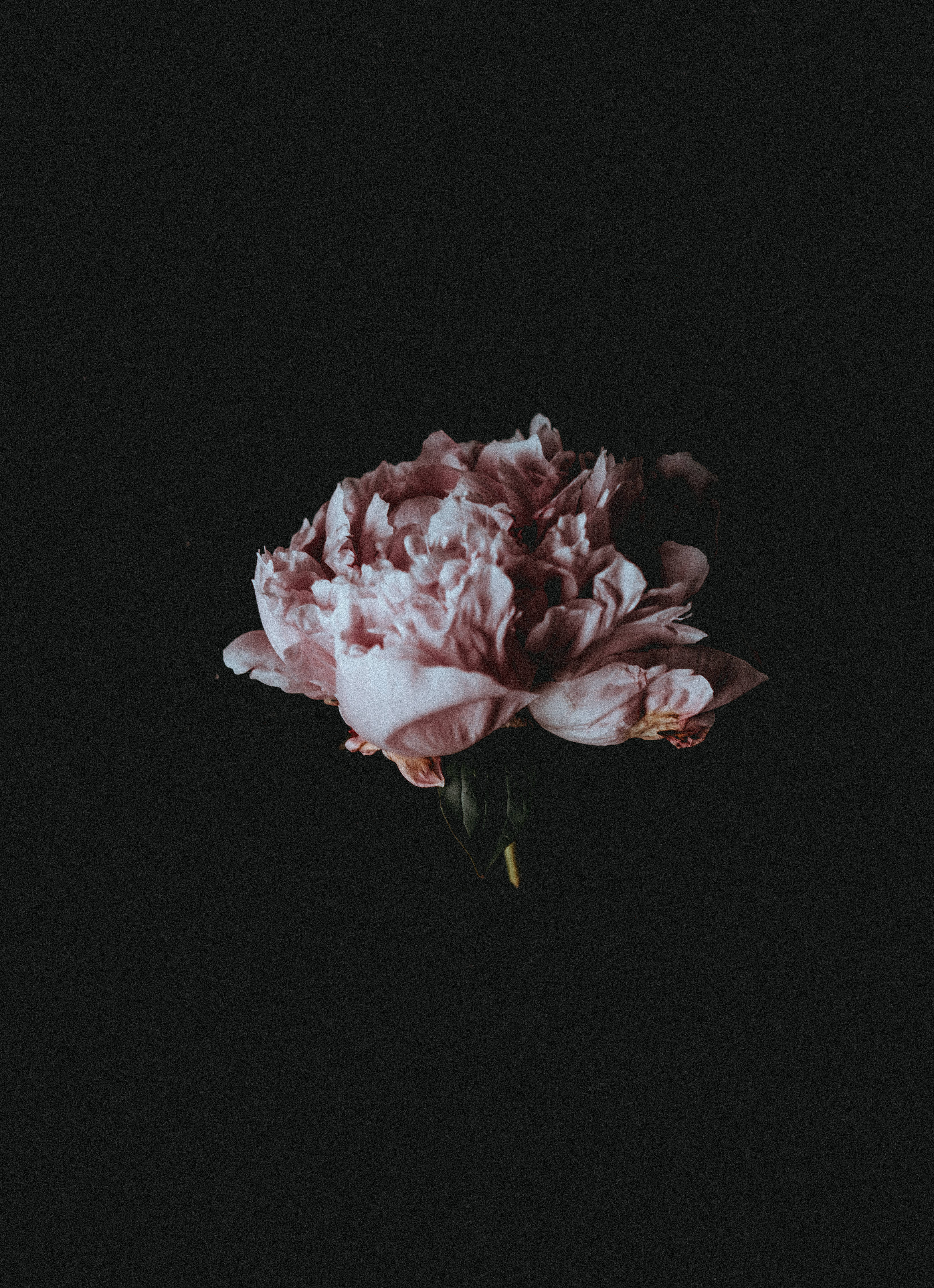 mysterious night in the forest, pink peony, stark black background, 4K Phone Wallpaper