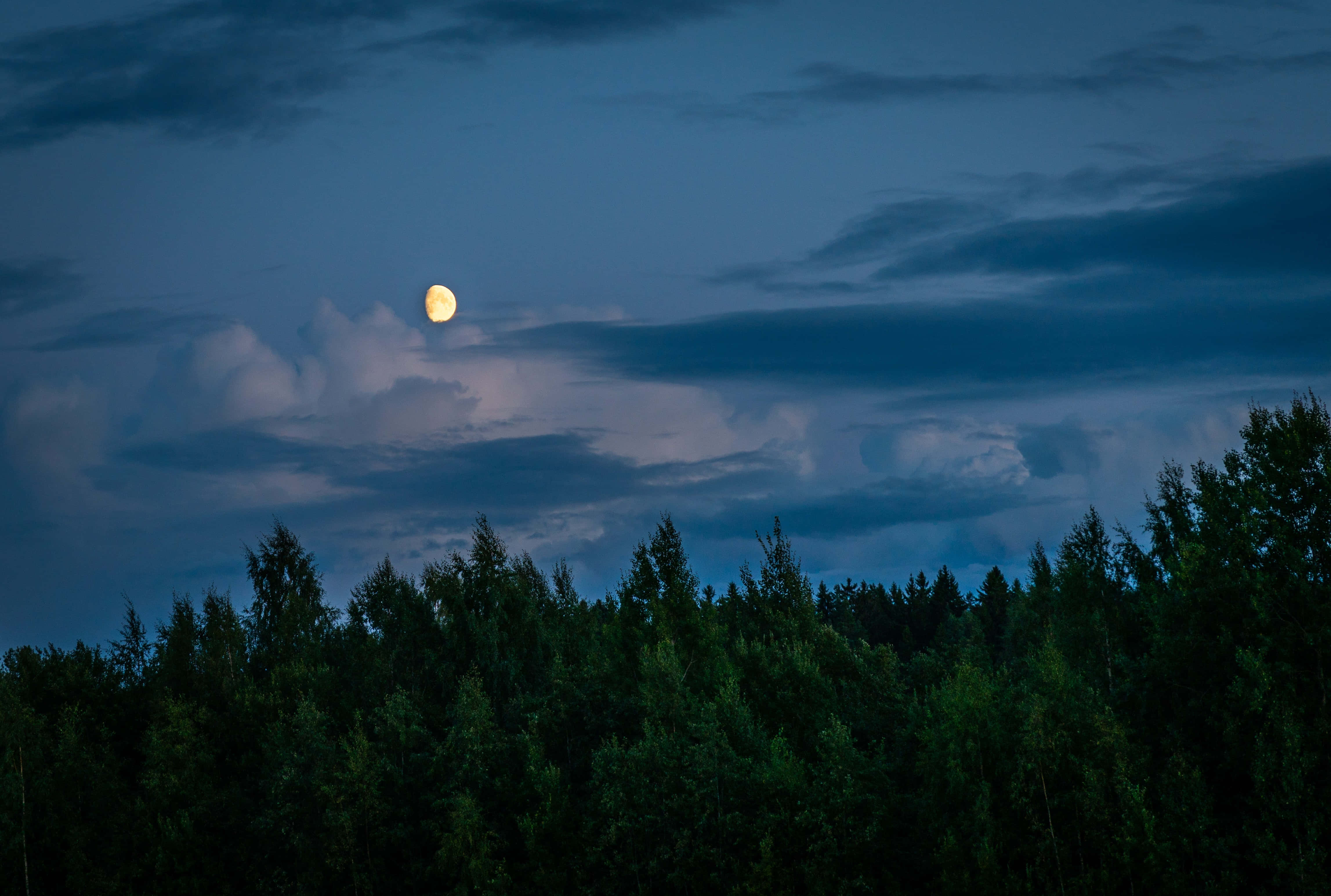 Night Forest, glowing moon, dramatic clouds, 4K Desktop Wallpaper