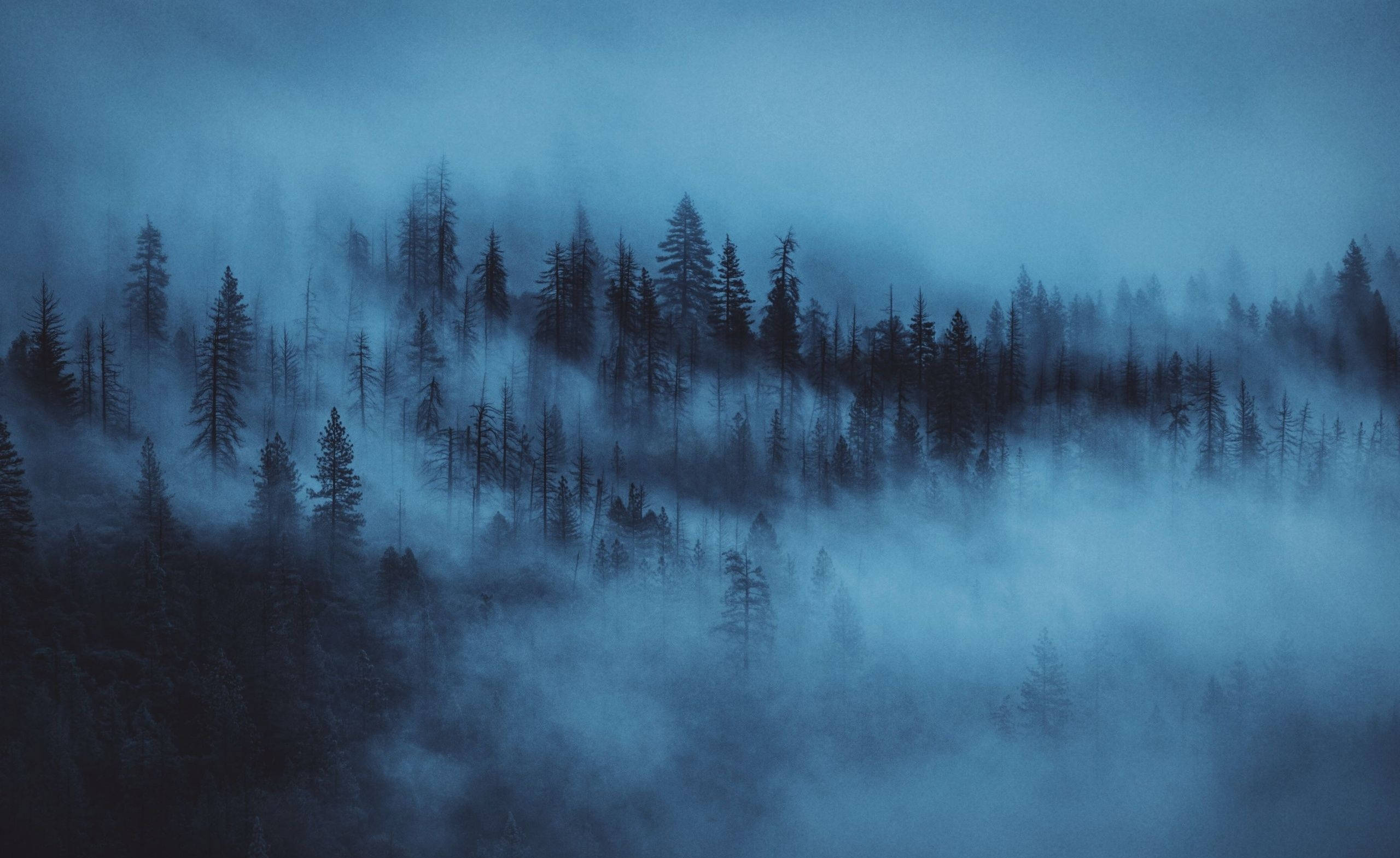 twilight aesthetic, misty blue forest, tall pine trees, 2K Desktop Wallpaper