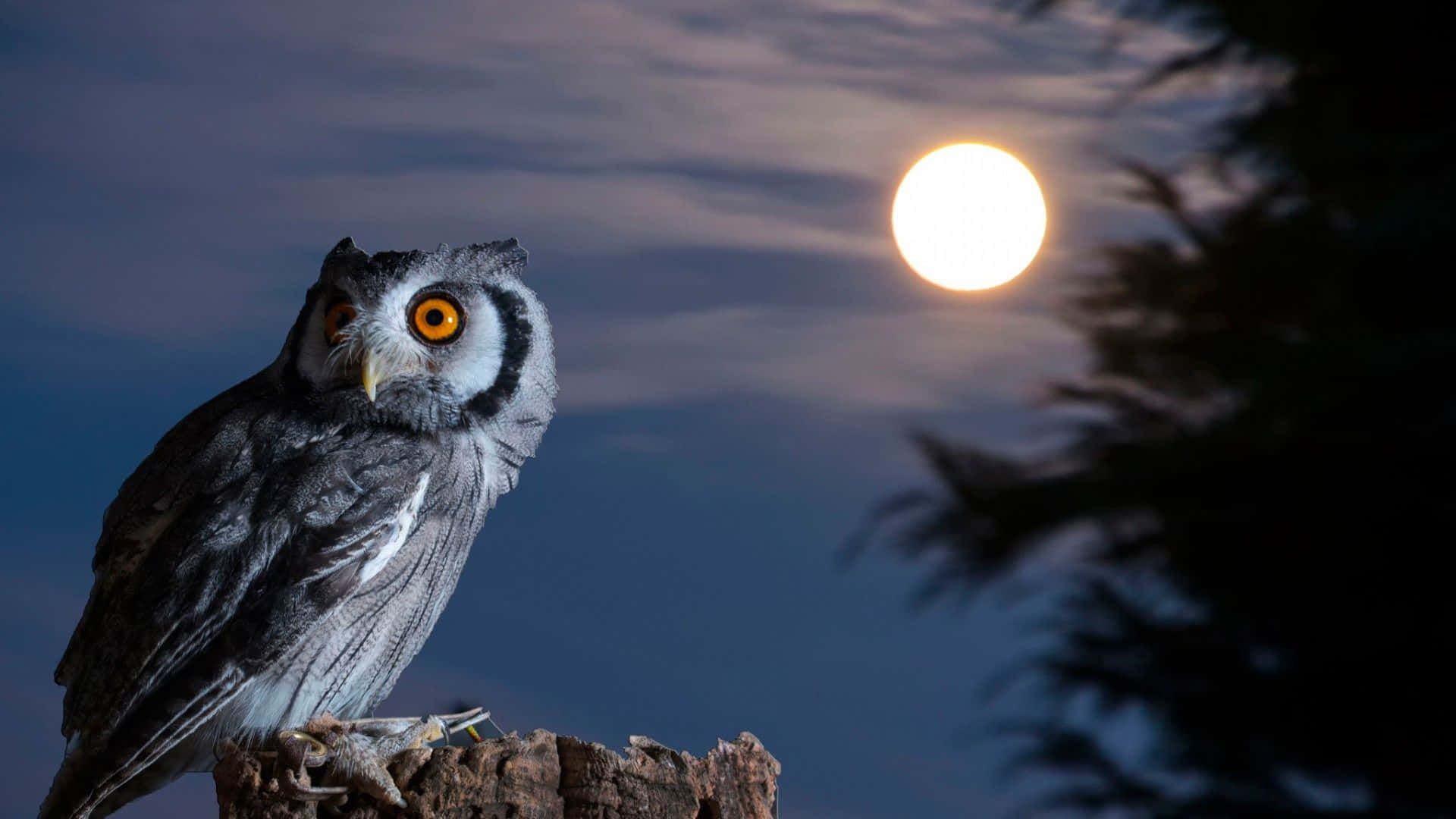 Owl, Moon, Tree stump, Full HD Desktop Wallpaper