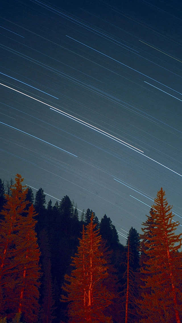 Night in the Woods, star trails, deep blue night sky, SD Phone Wallpaper