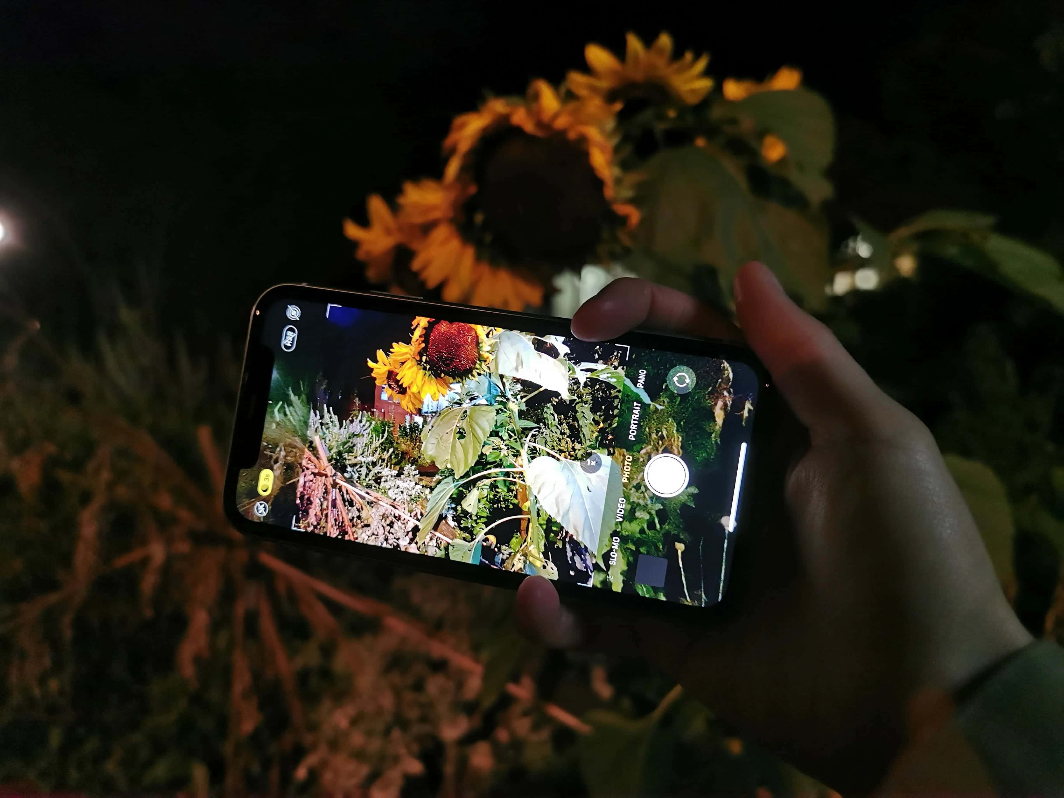Night Mode, 3648 x 2736, glowing sunflowers, 2K Desktop Wallpaper