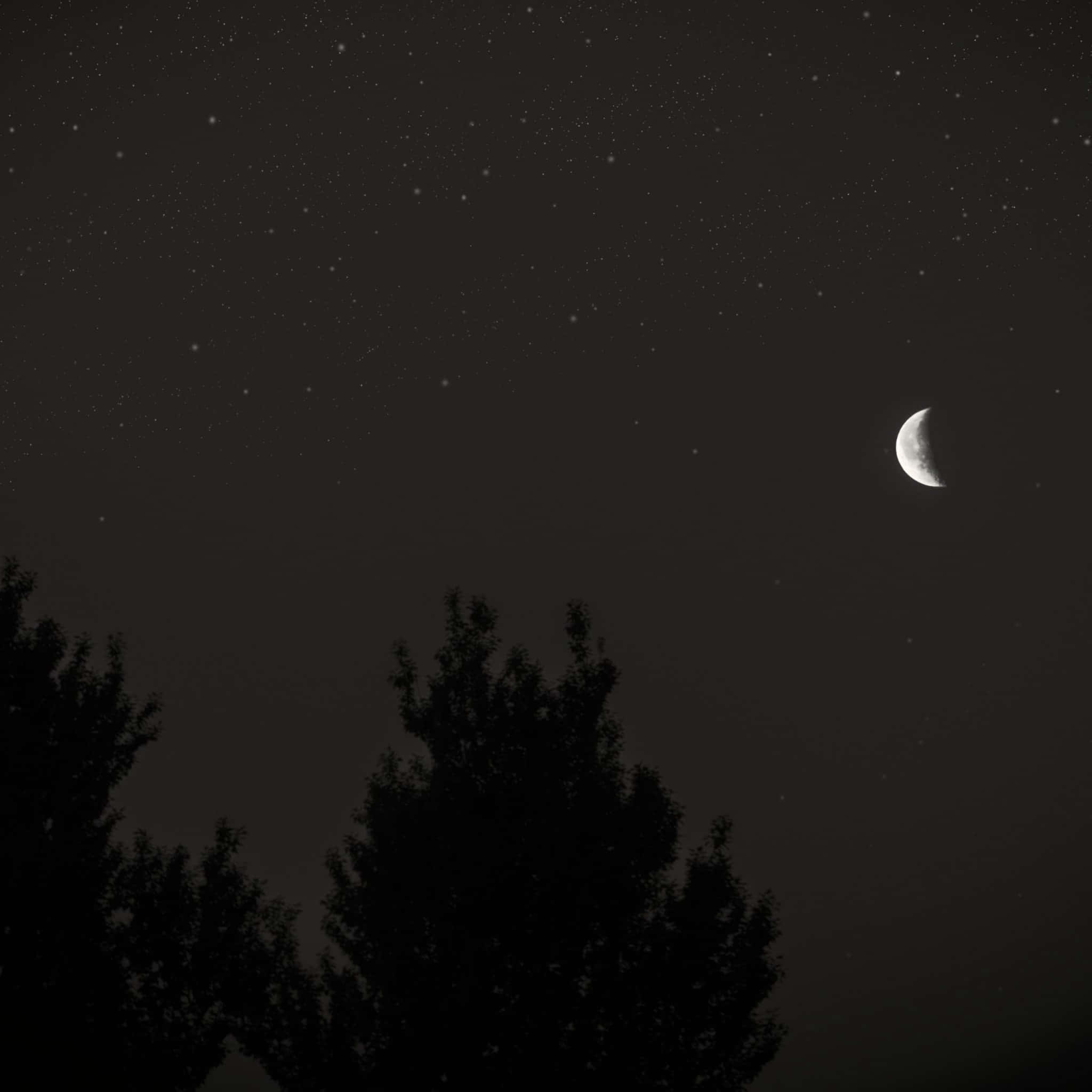 crescent moon, starry night sky, dark tree silhouettes, Full HD Desktop Wallpaper