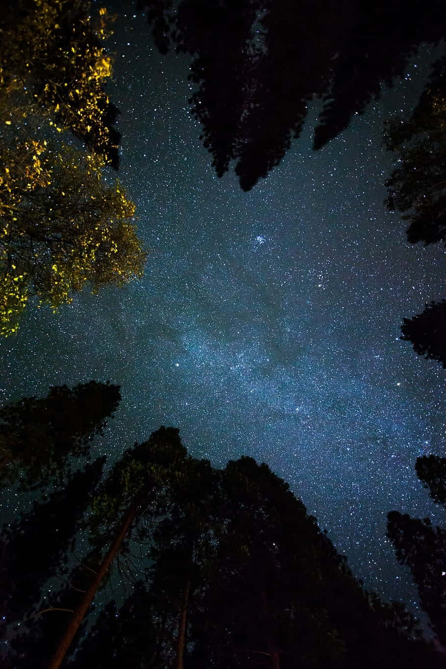 Starry Night Forest Sky, pine trees, glowing golden leafy branch, HD Phone Wallpaper