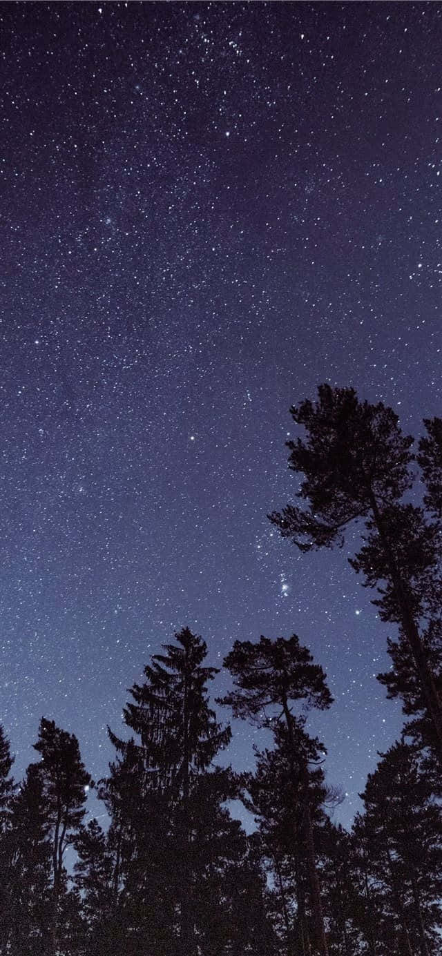 Starry Night, pine trees, breathtaking starry night sky, HD Phone Wallpaper
