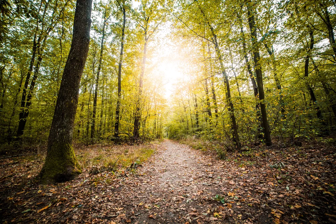 Nordic Forest