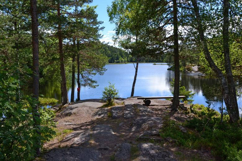 Nordic Forest, lake, pine trees, SD Desktop Wallpaper