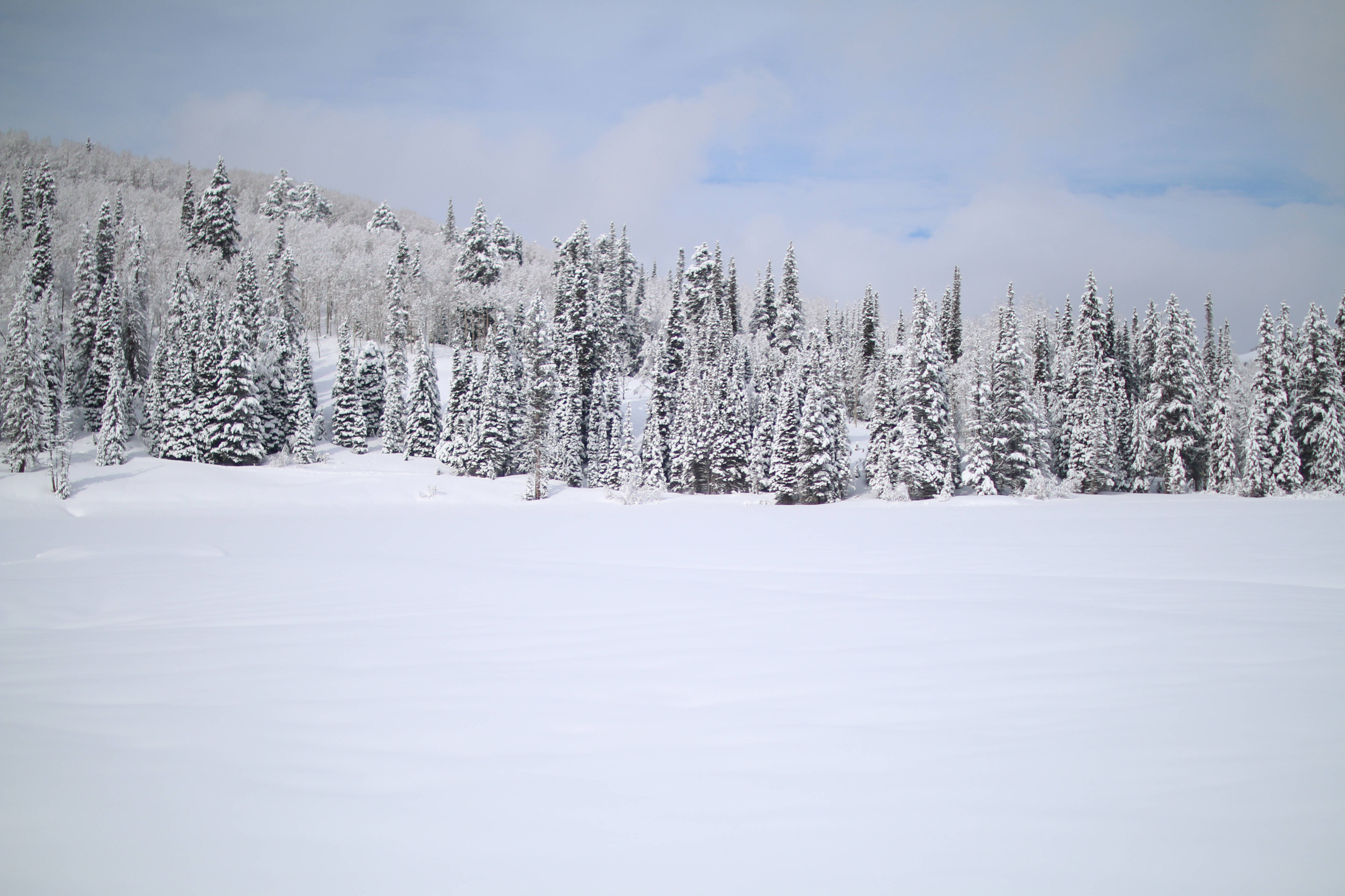White Nordic Forest, snow-covered evergreen trees, vast frozen plain, 5K Desktop Wallpaper