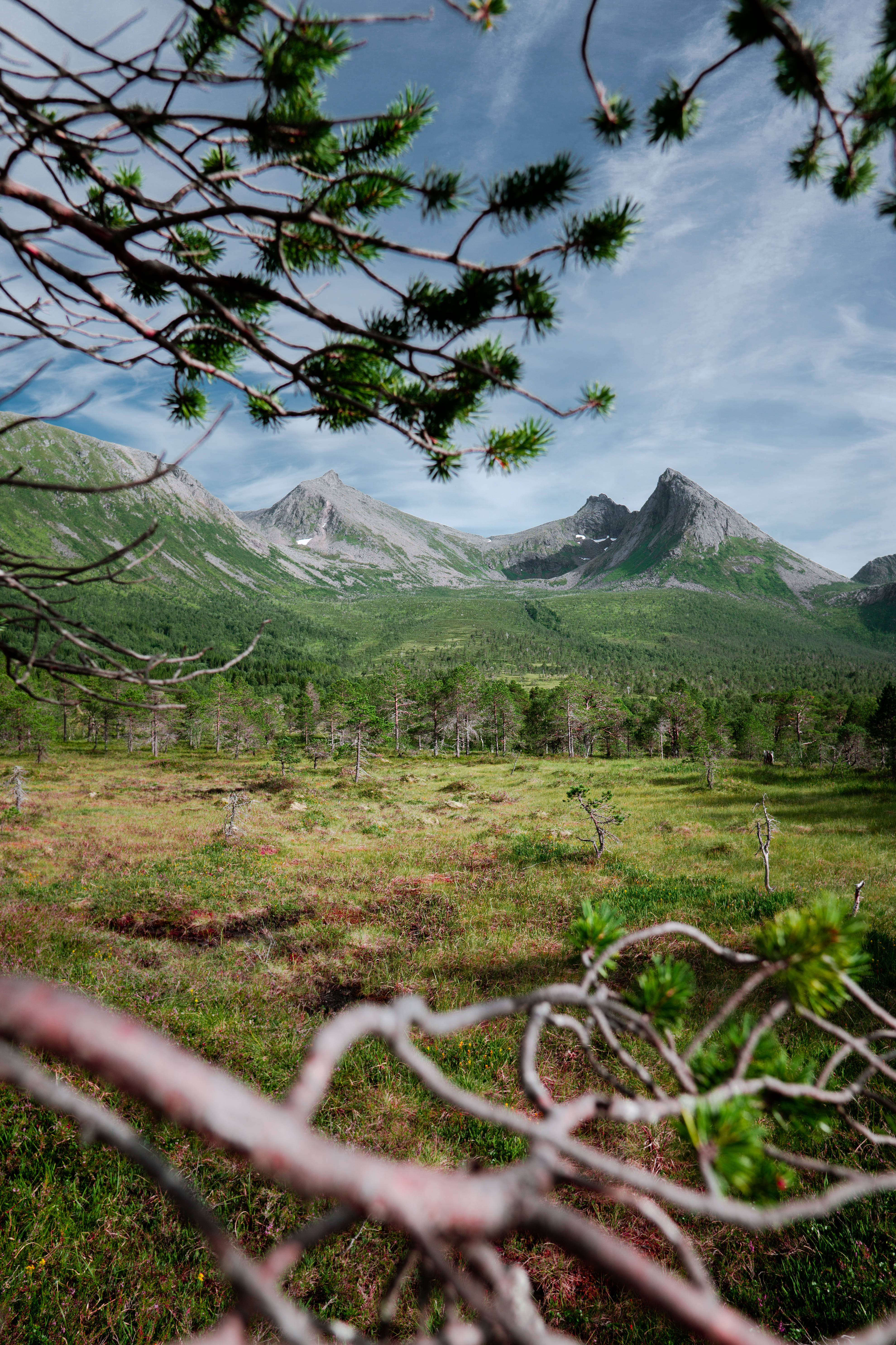 Nordic Forest, mountains, pine branches, 5K Phone Wallpaper