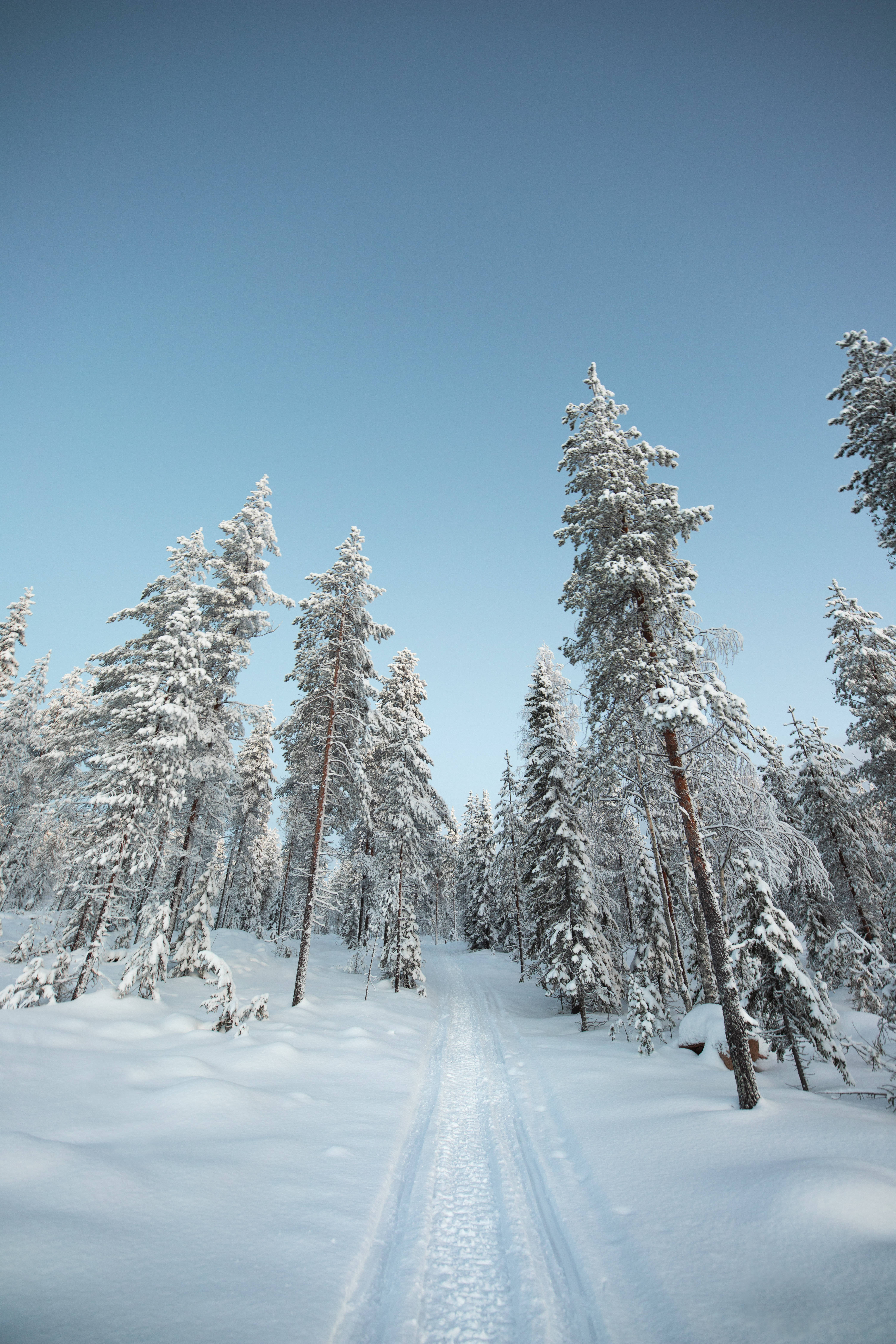 snowy pine trees, Nordic Forest, forest path, 5K Phone Wallpaper