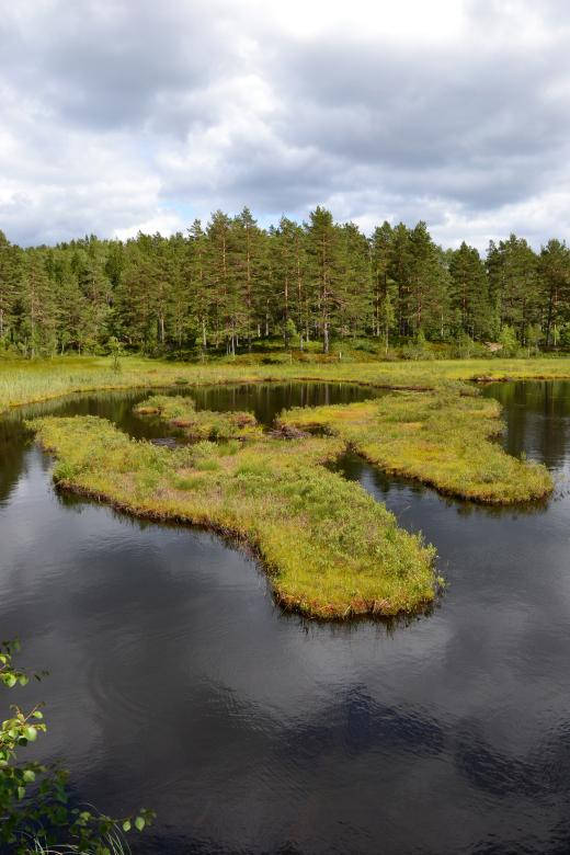 swampy nordic forest lake, grassy islets, dark water, SD Phone Wallpaper